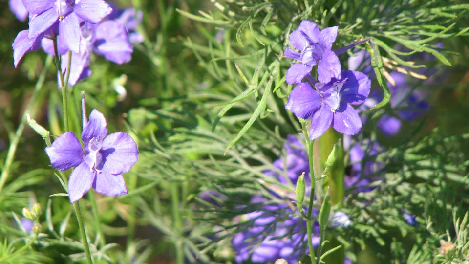 Gewöhnlicher Feldrittersporn