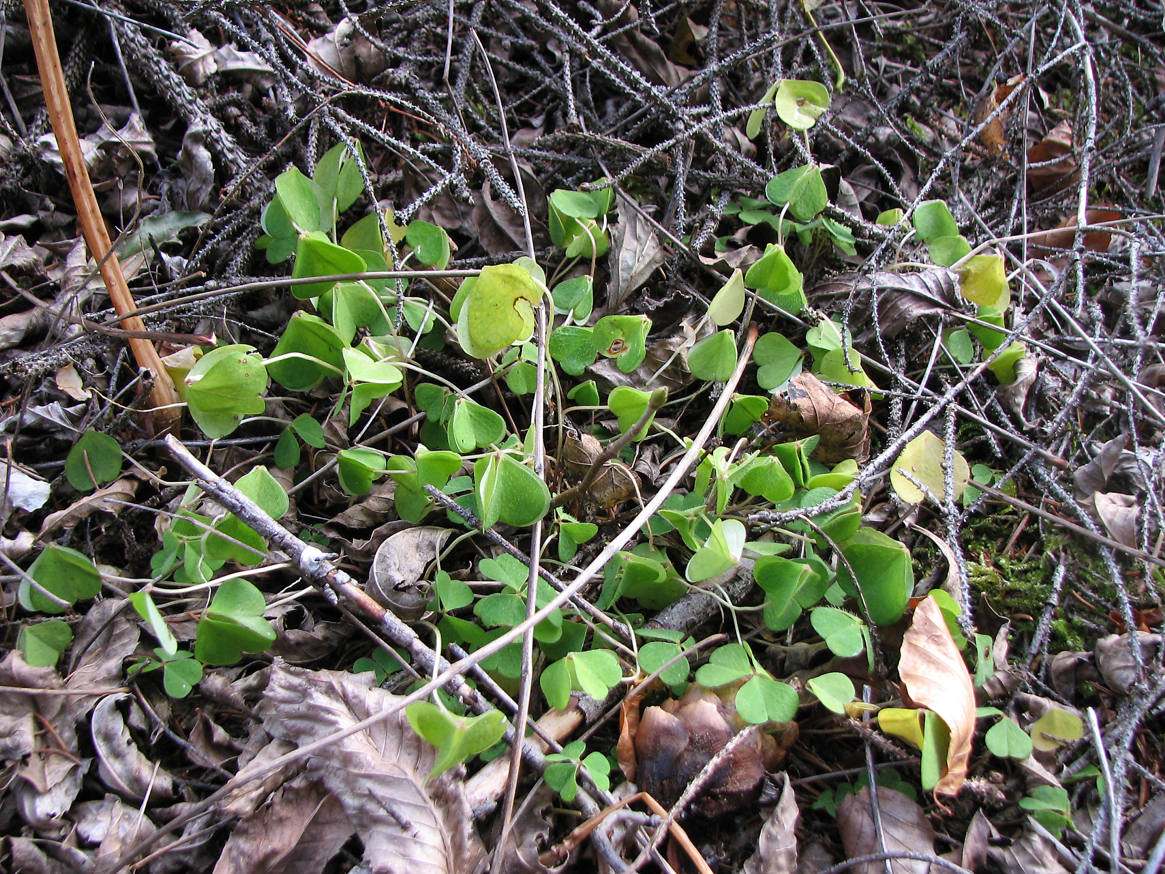Waldsauerklee