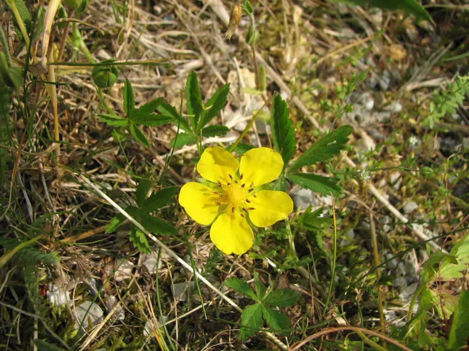 Kriechendes Fingerkraut