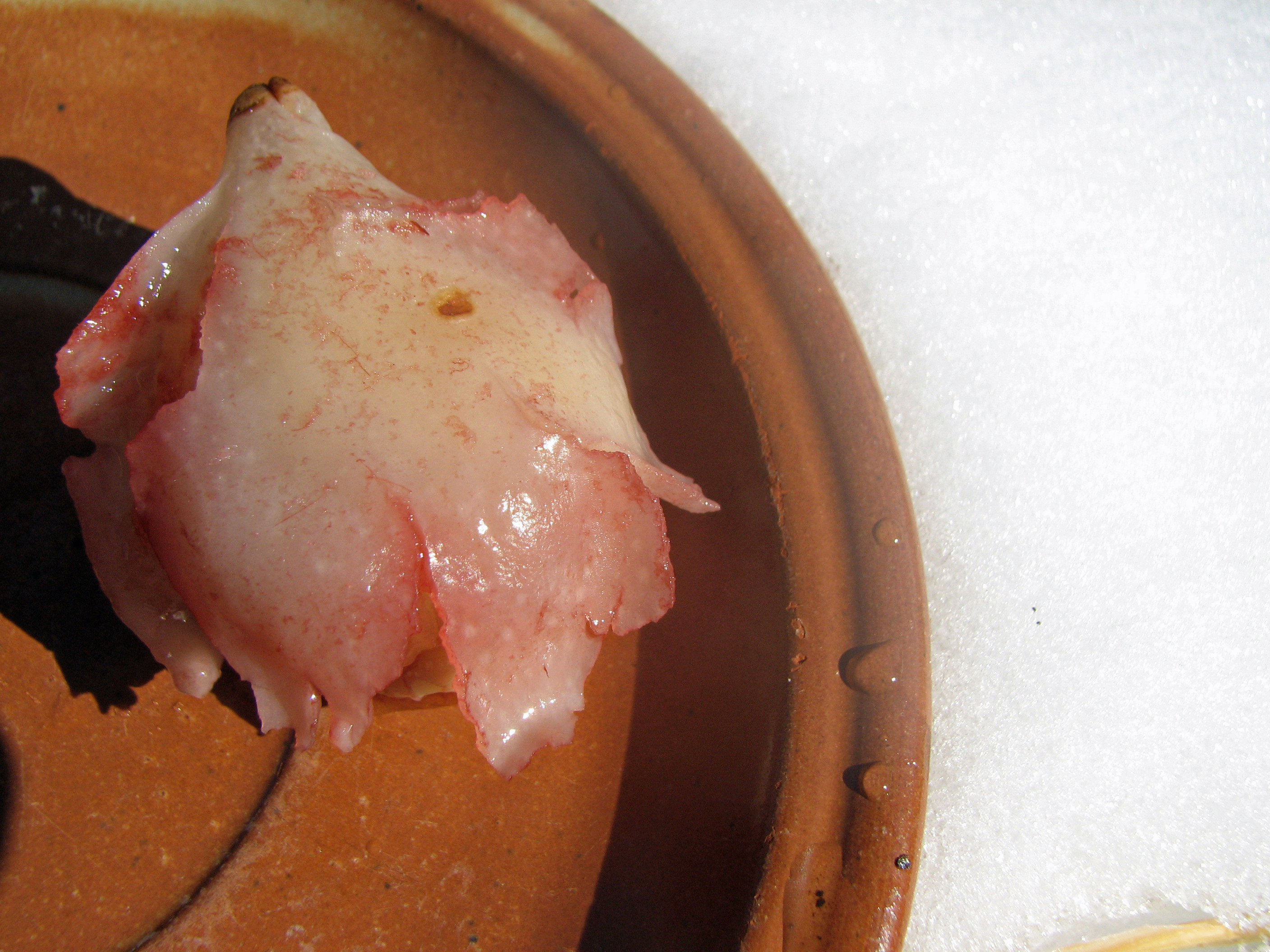 <p><span><span><span><span>Gekochte Tulpenzwiebel</span></span></span></span></p>