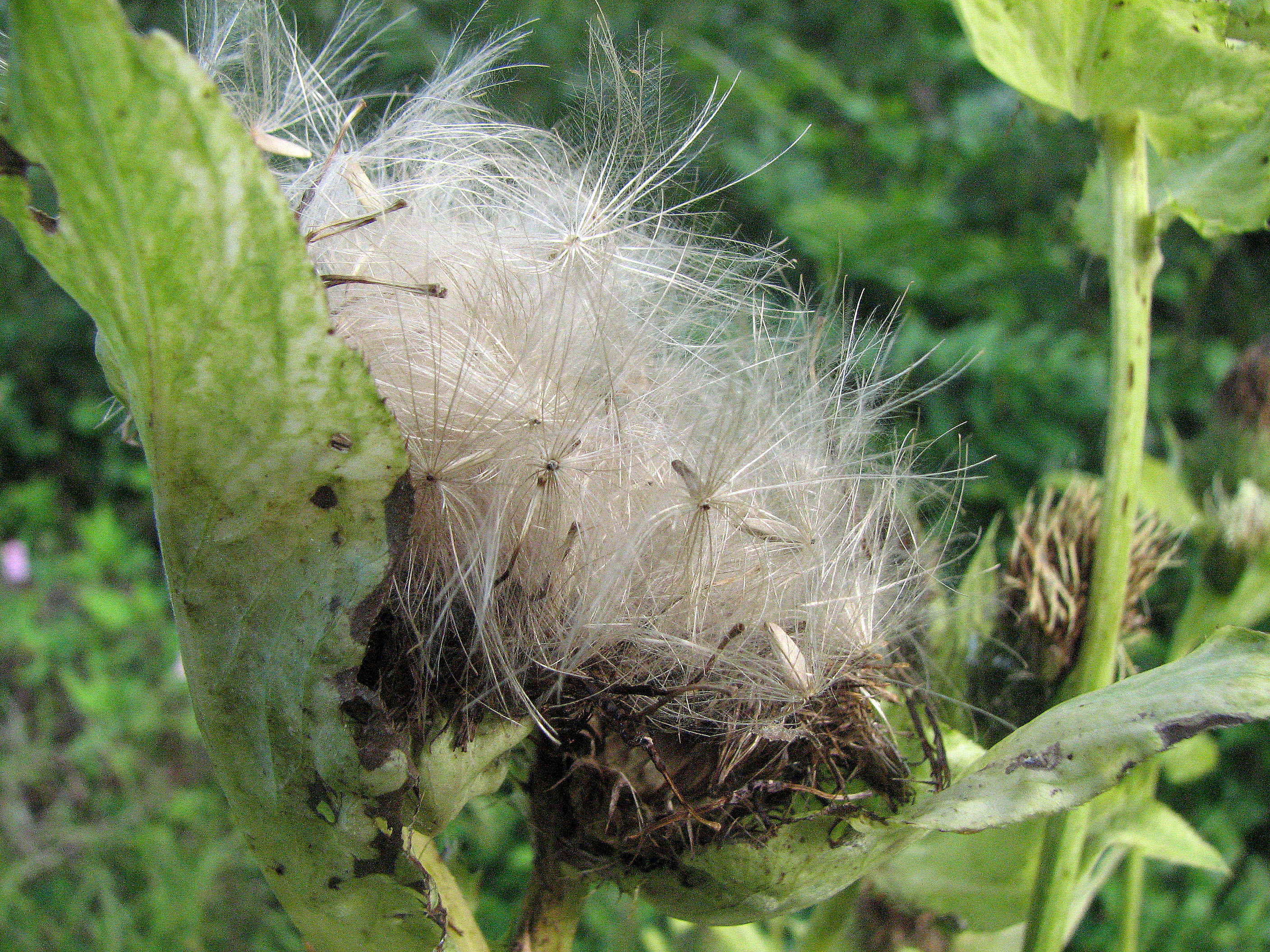 Kohlkratzdistel