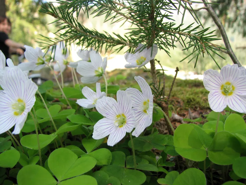 Waldsauerklee