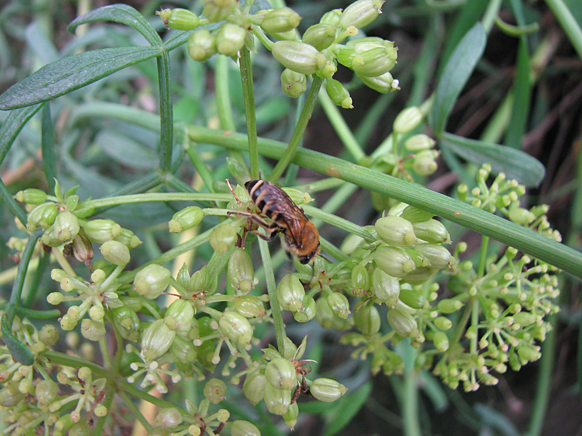 Meerfenchel
