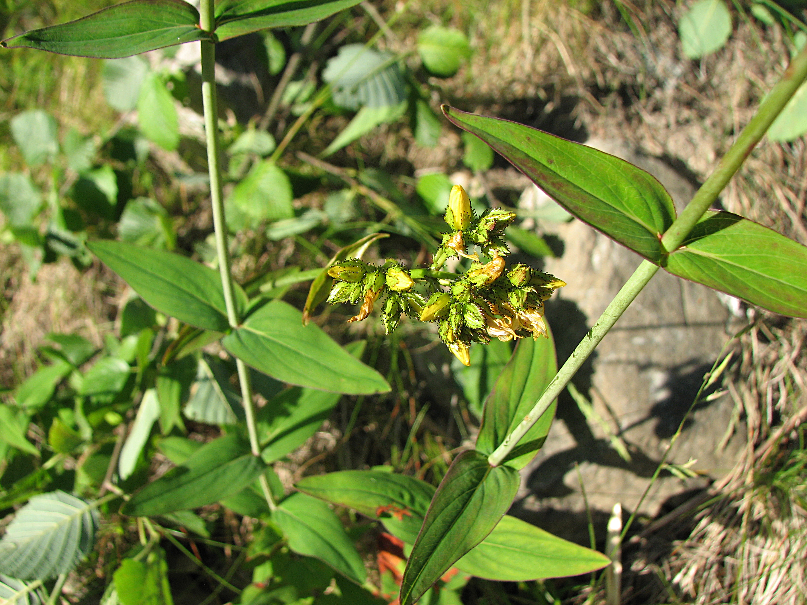Bergjohanniskraut