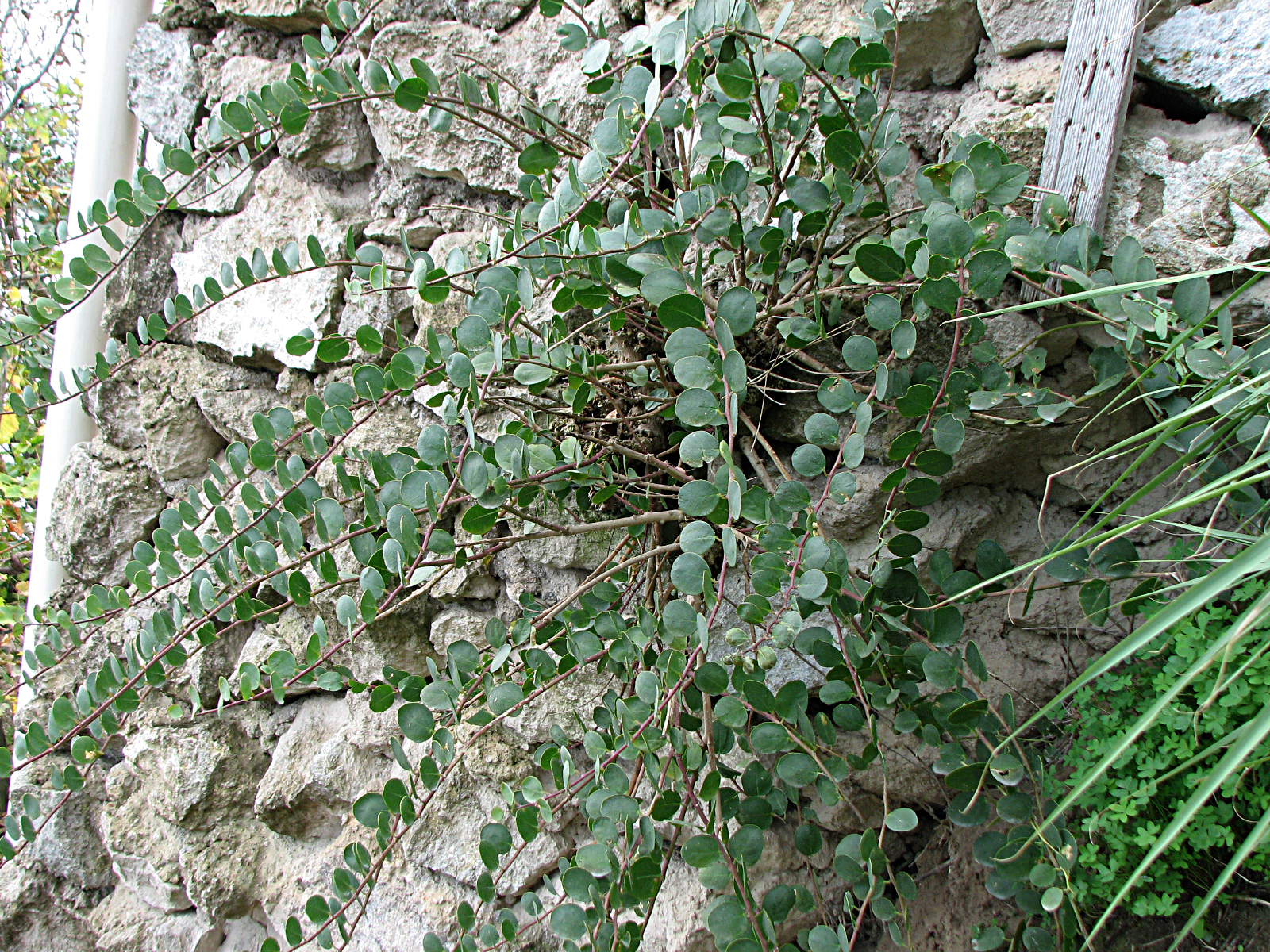 Kapernstrauch