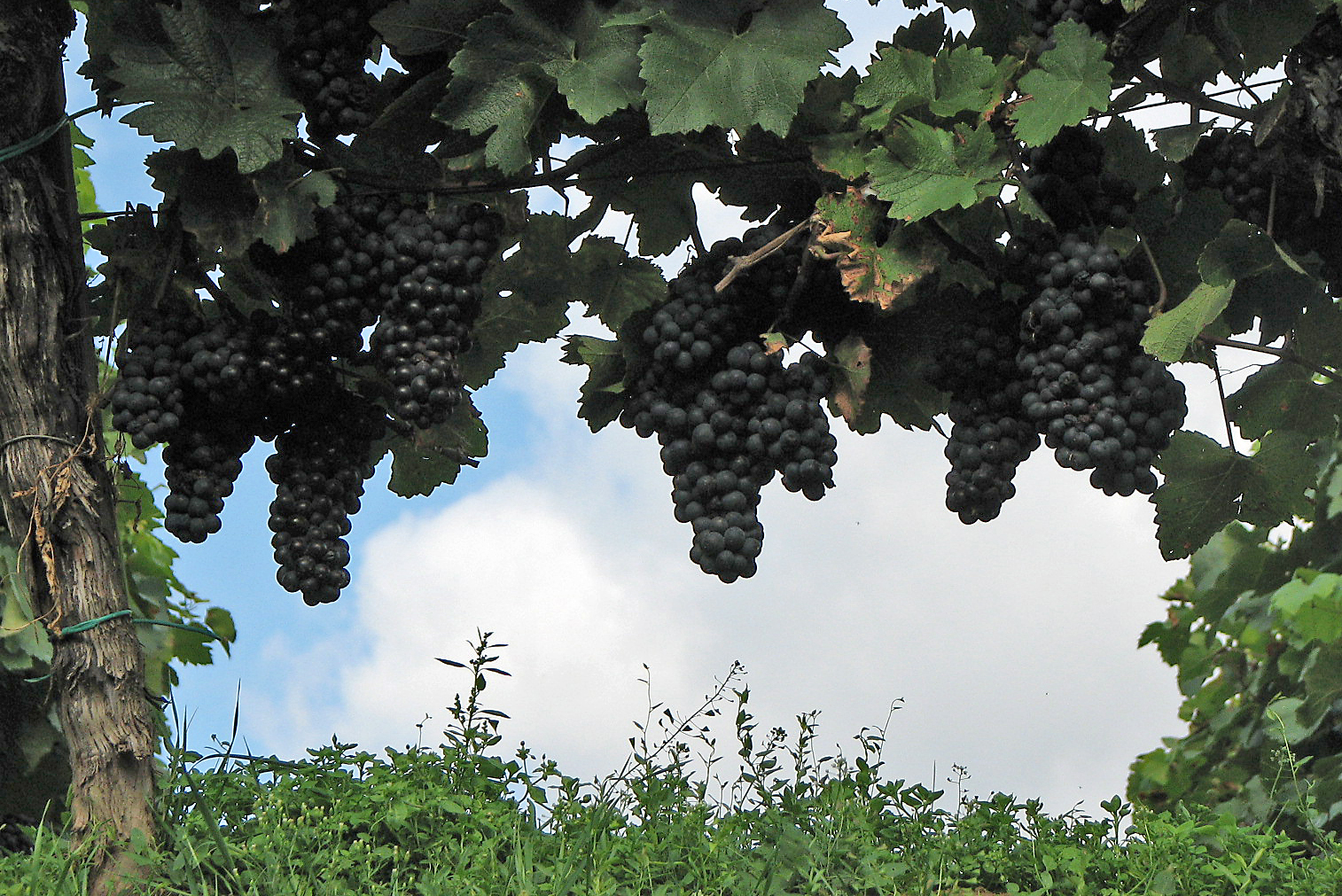 Weinrebe