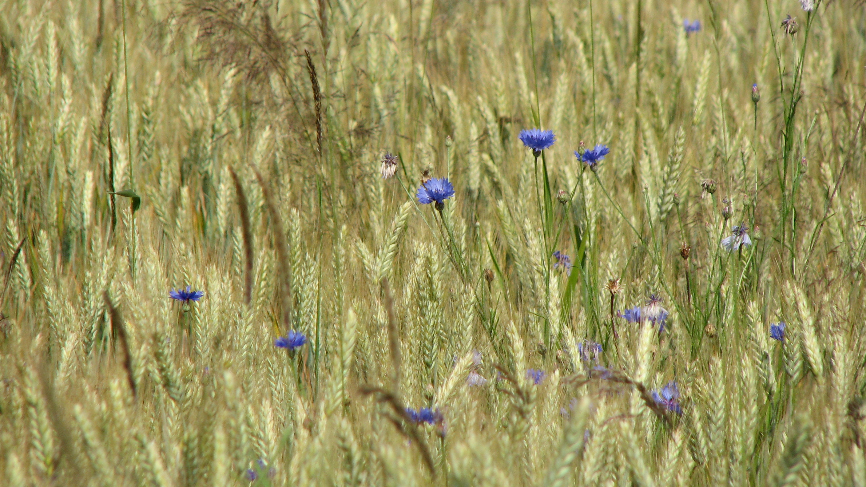 Kornblume