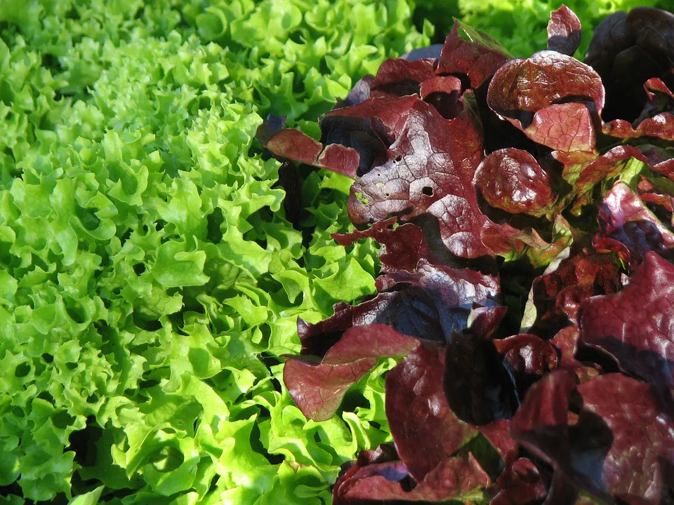 Pflücksalat, Schnittsalat, Babyleaf-Salat