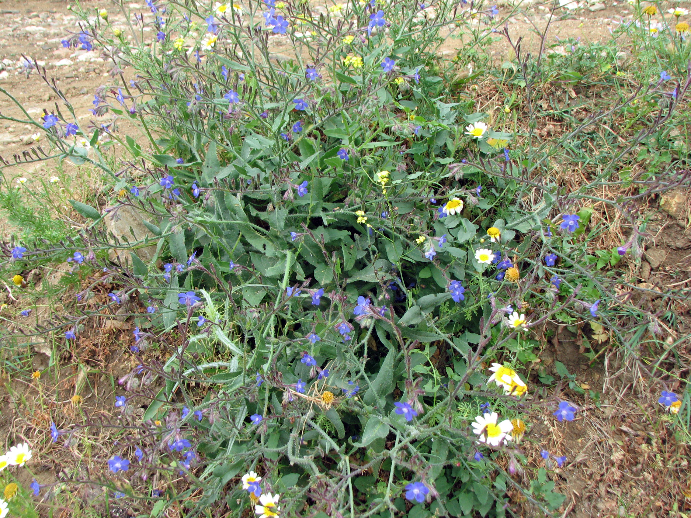 Italienische Ochsenzunge