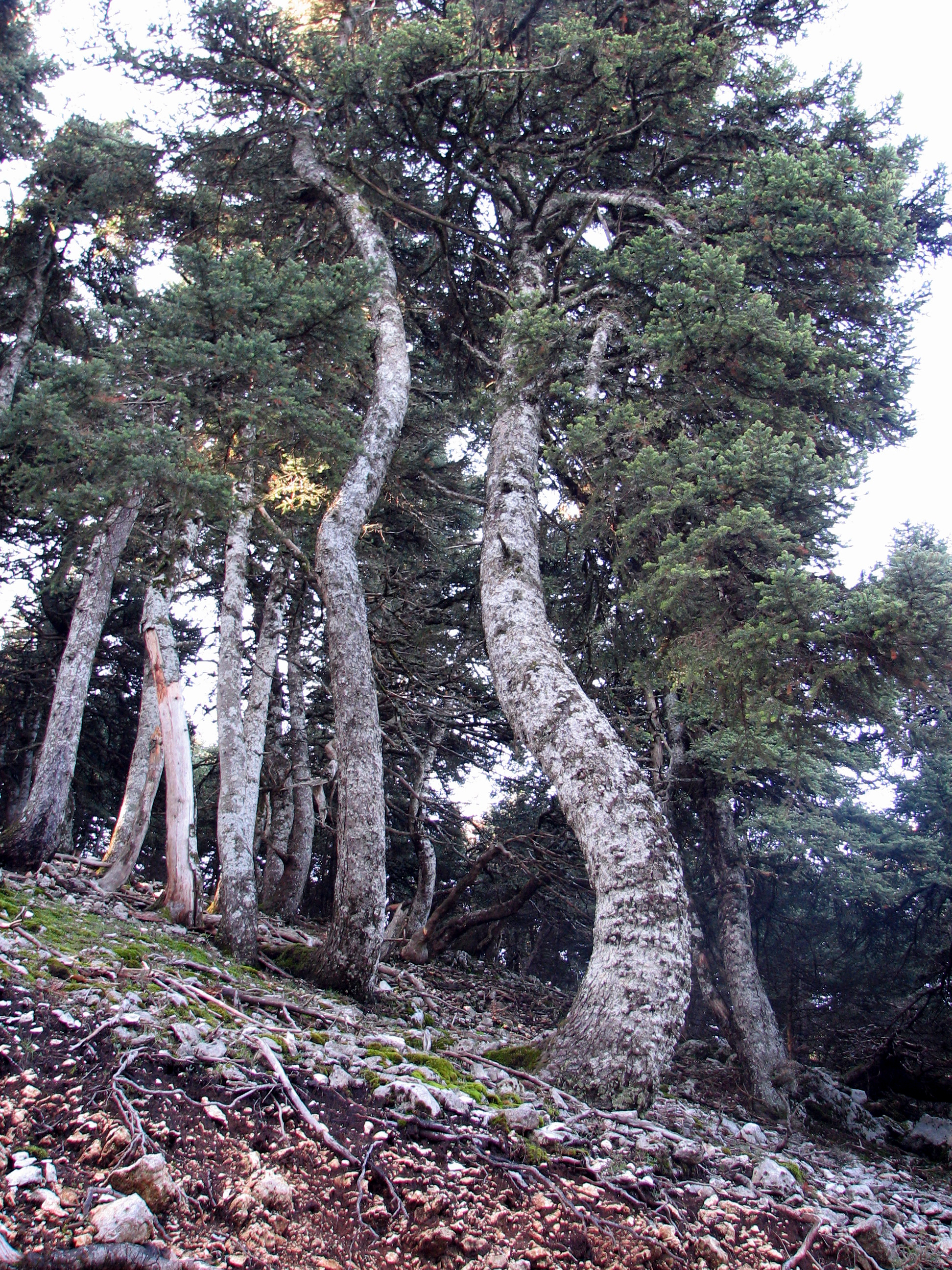 Griechische Tanne