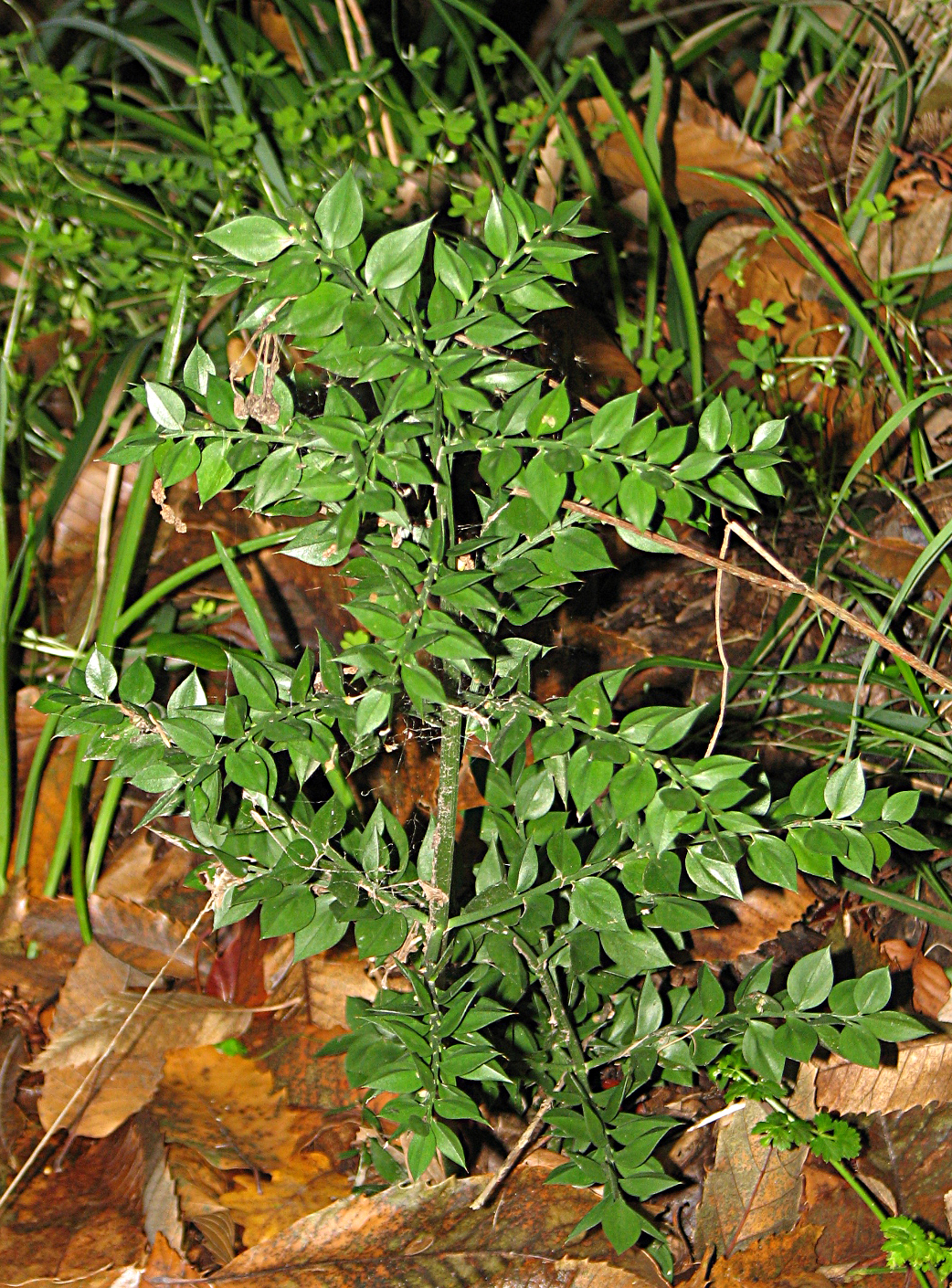 Stechender Mäusedorn