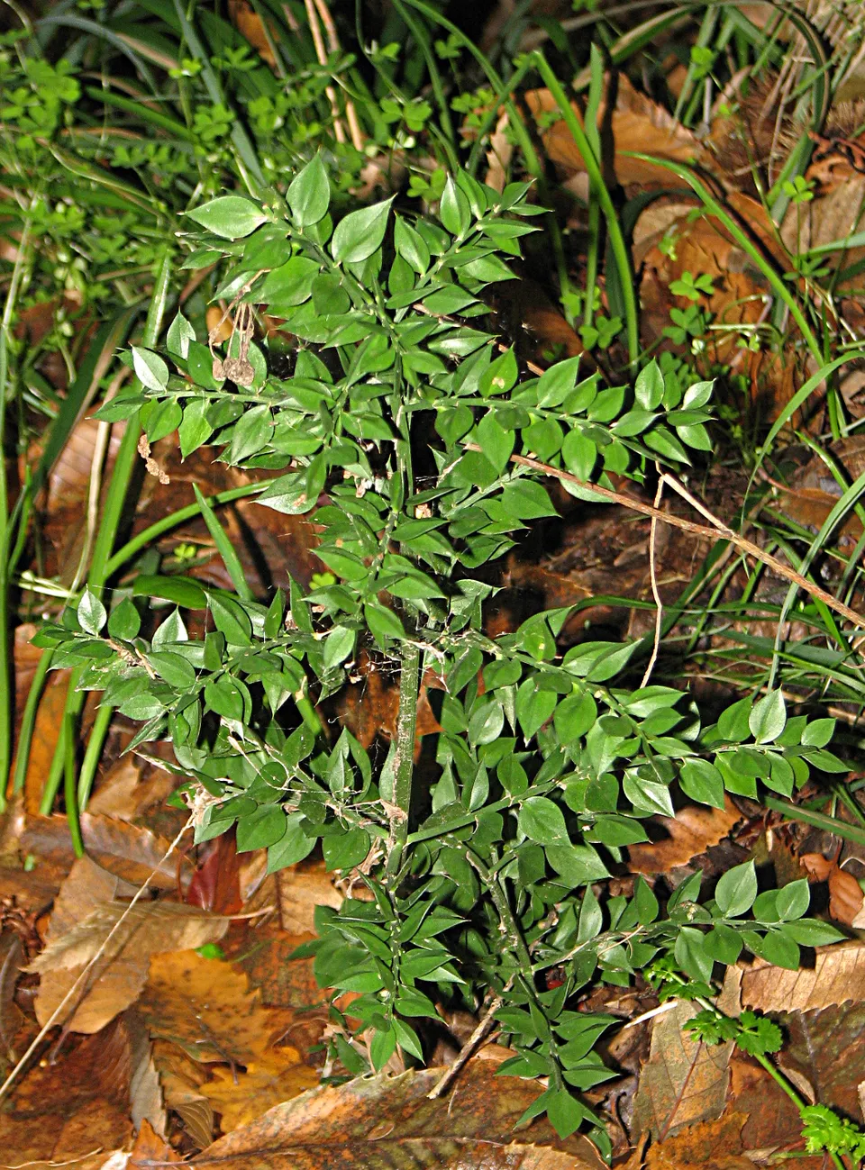 Stechender Mäusedorn