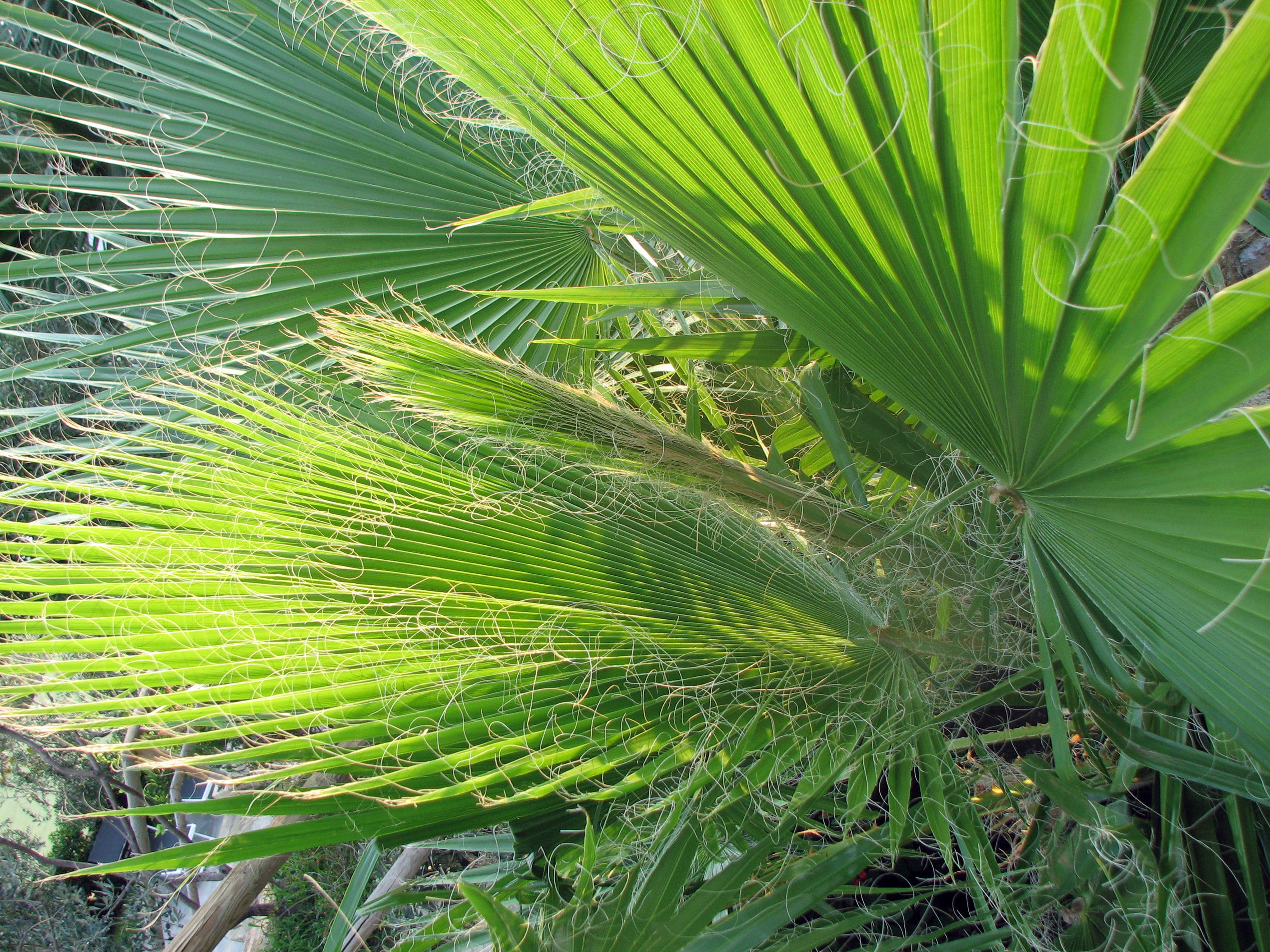 Chinesische Hanfpalme