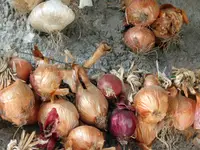 Küchenzwiebel