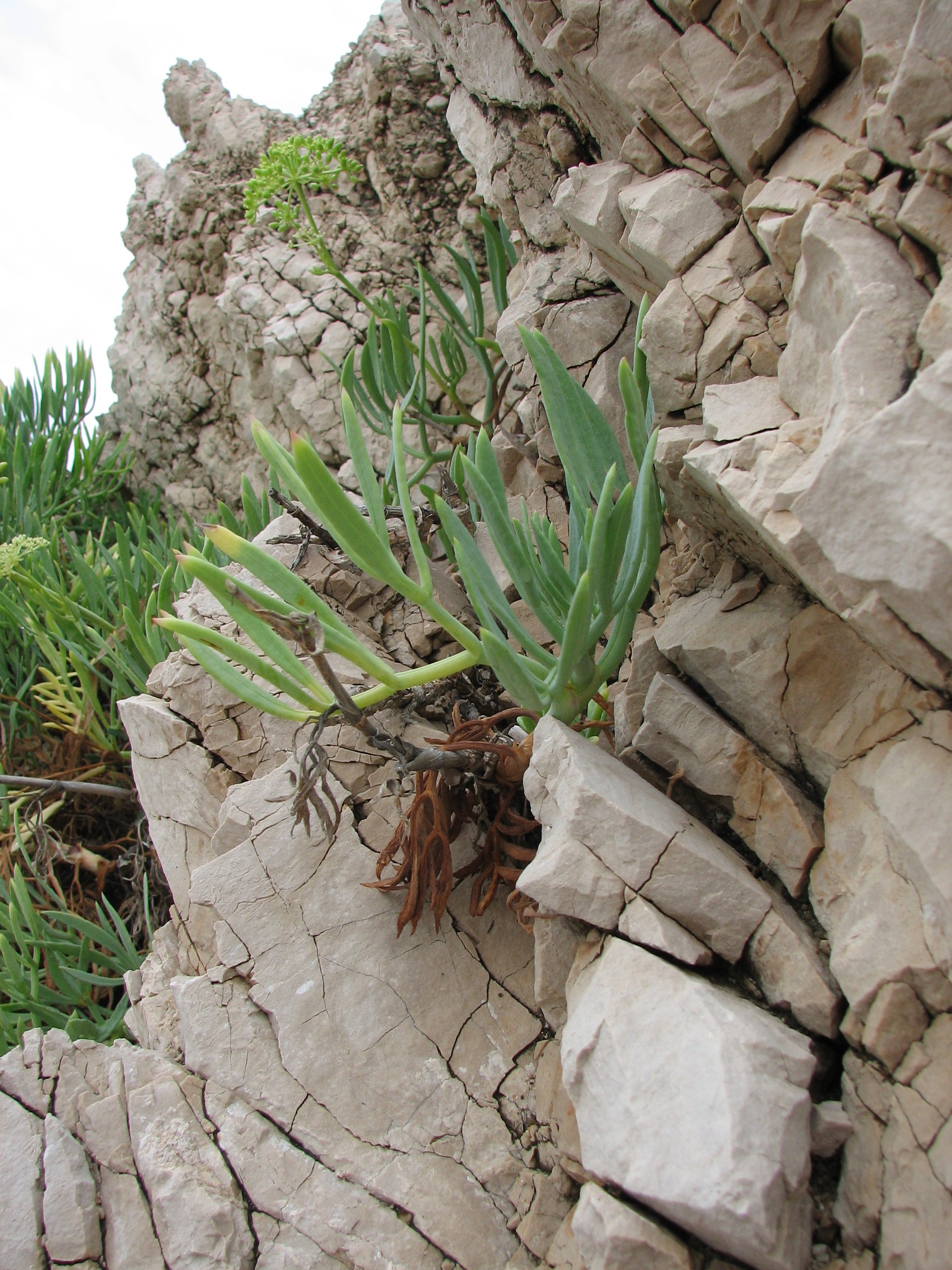 Meerfenchel