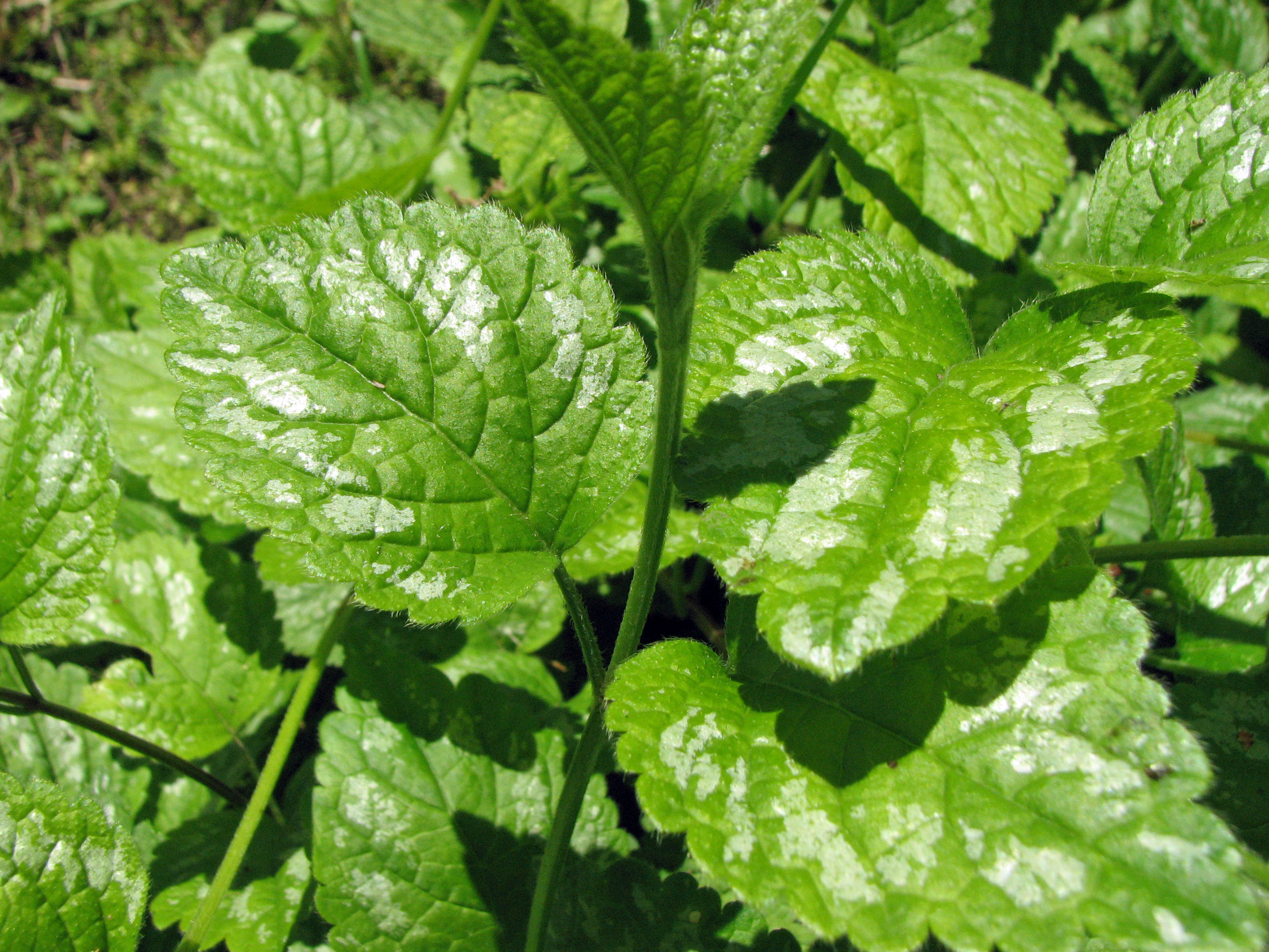 Silberblättrige Goldnessel