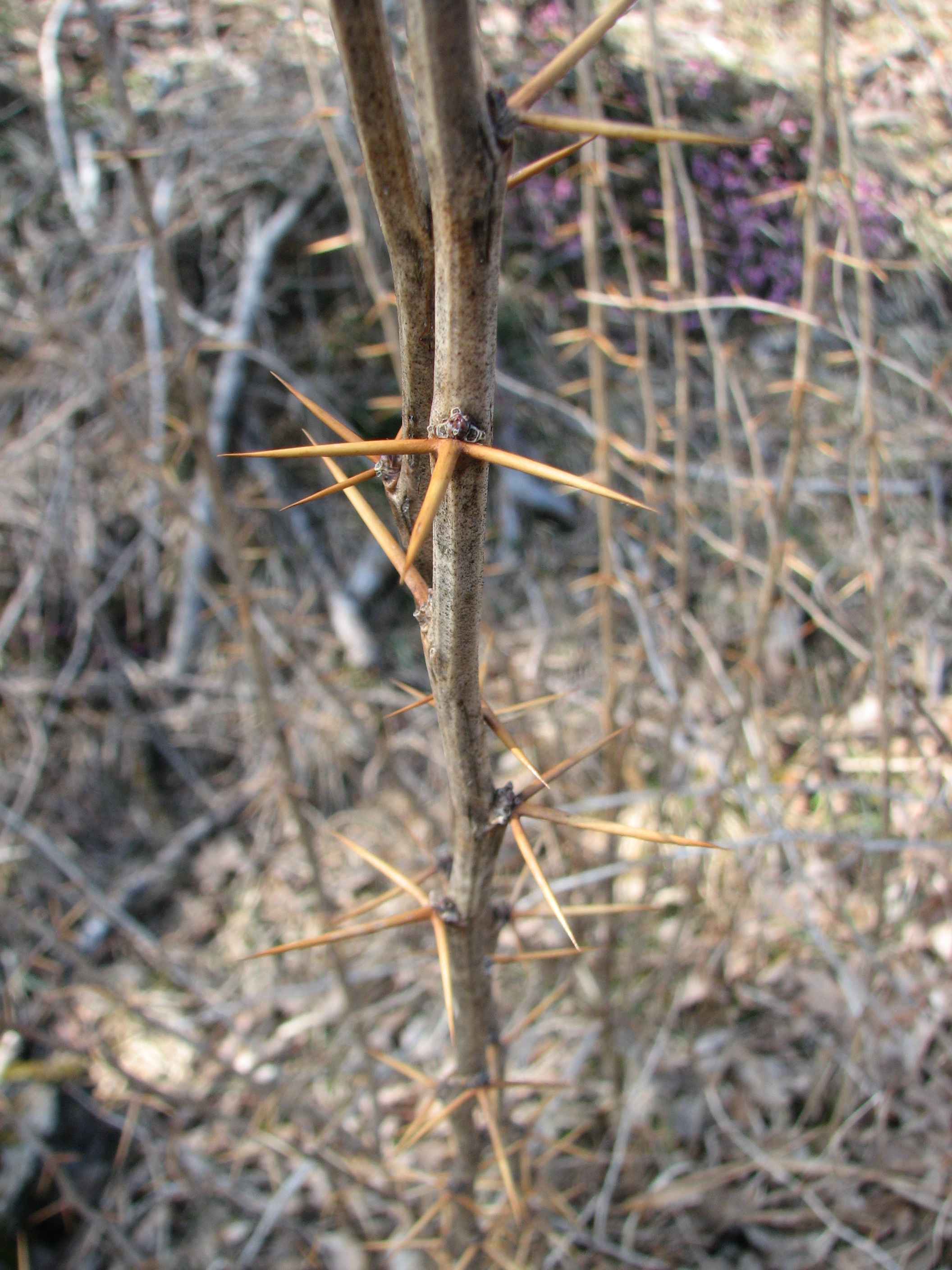 Berberitze