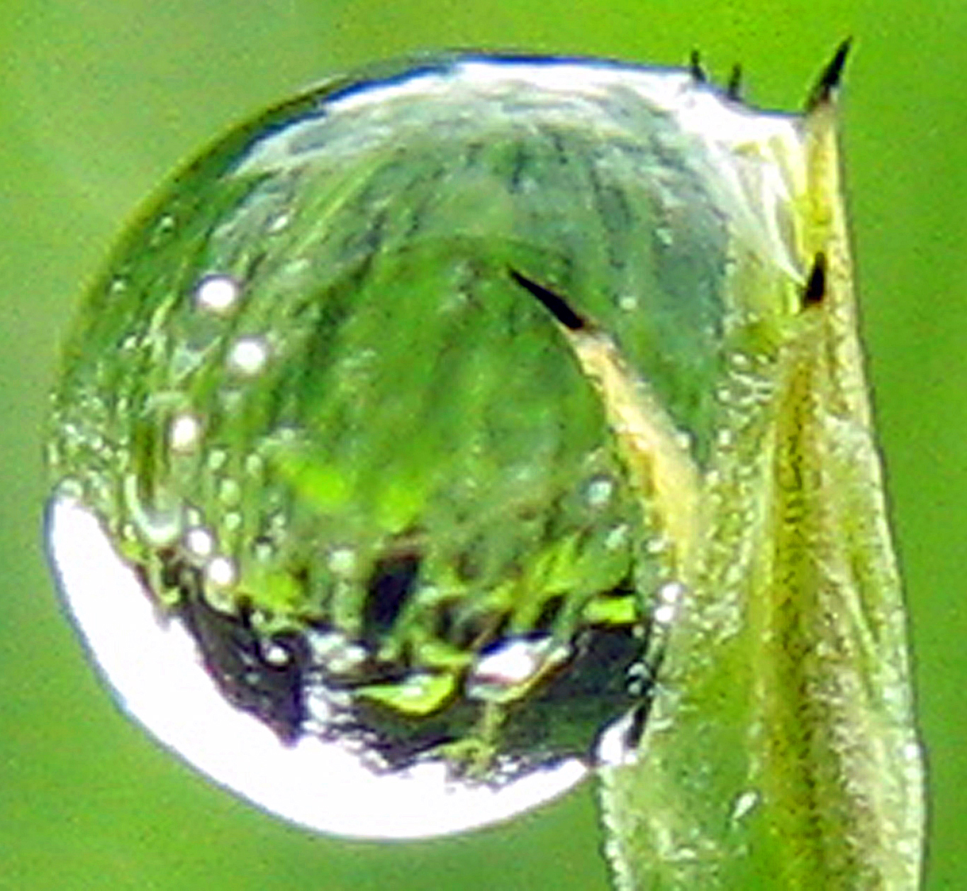 Anti-Pilz-Tee für Pflanzen