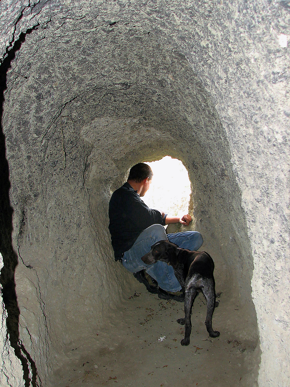 Weintrauben mit Wildem Fenchel
