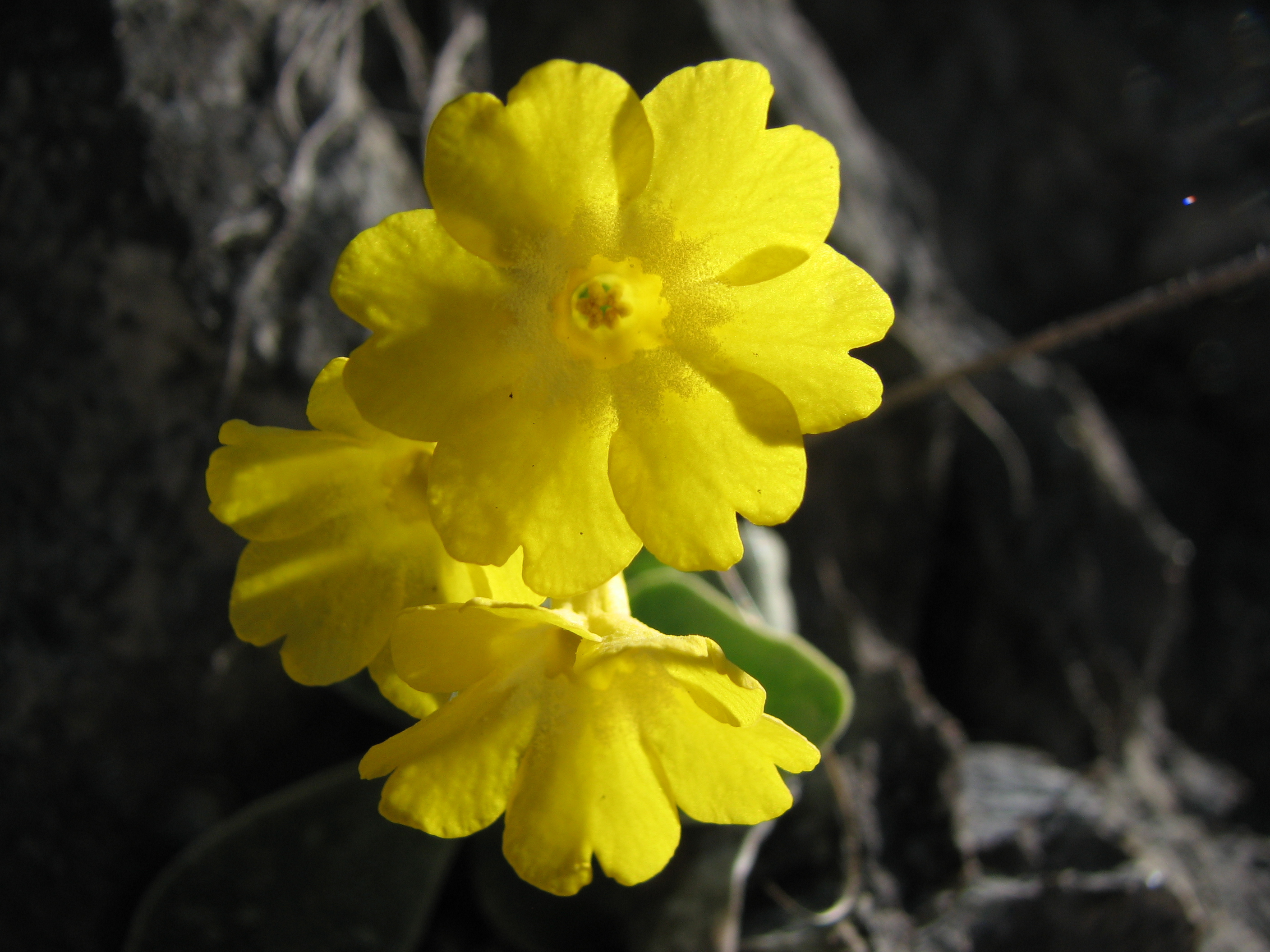 Alpenaurikel