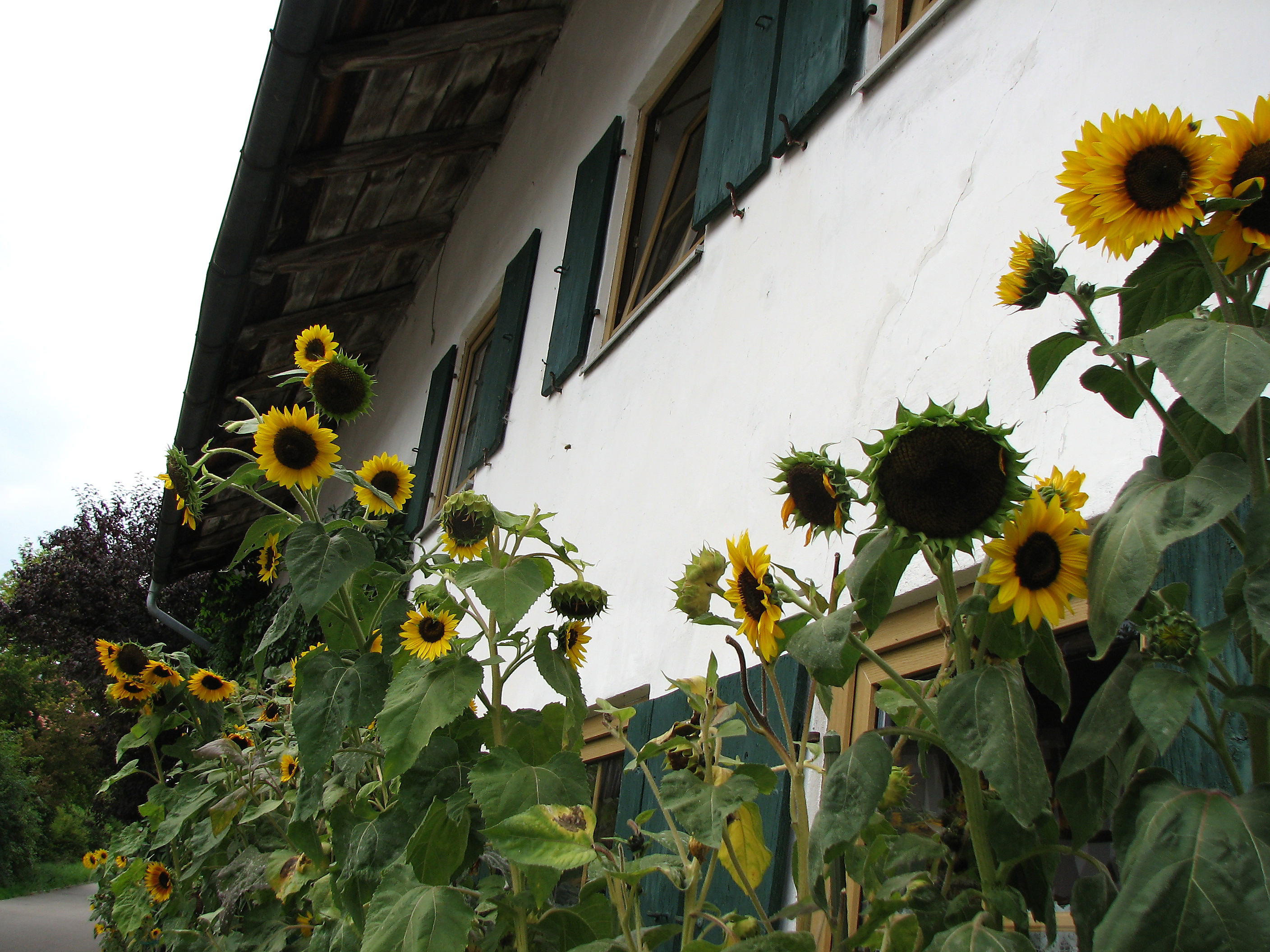Sonnenblume
