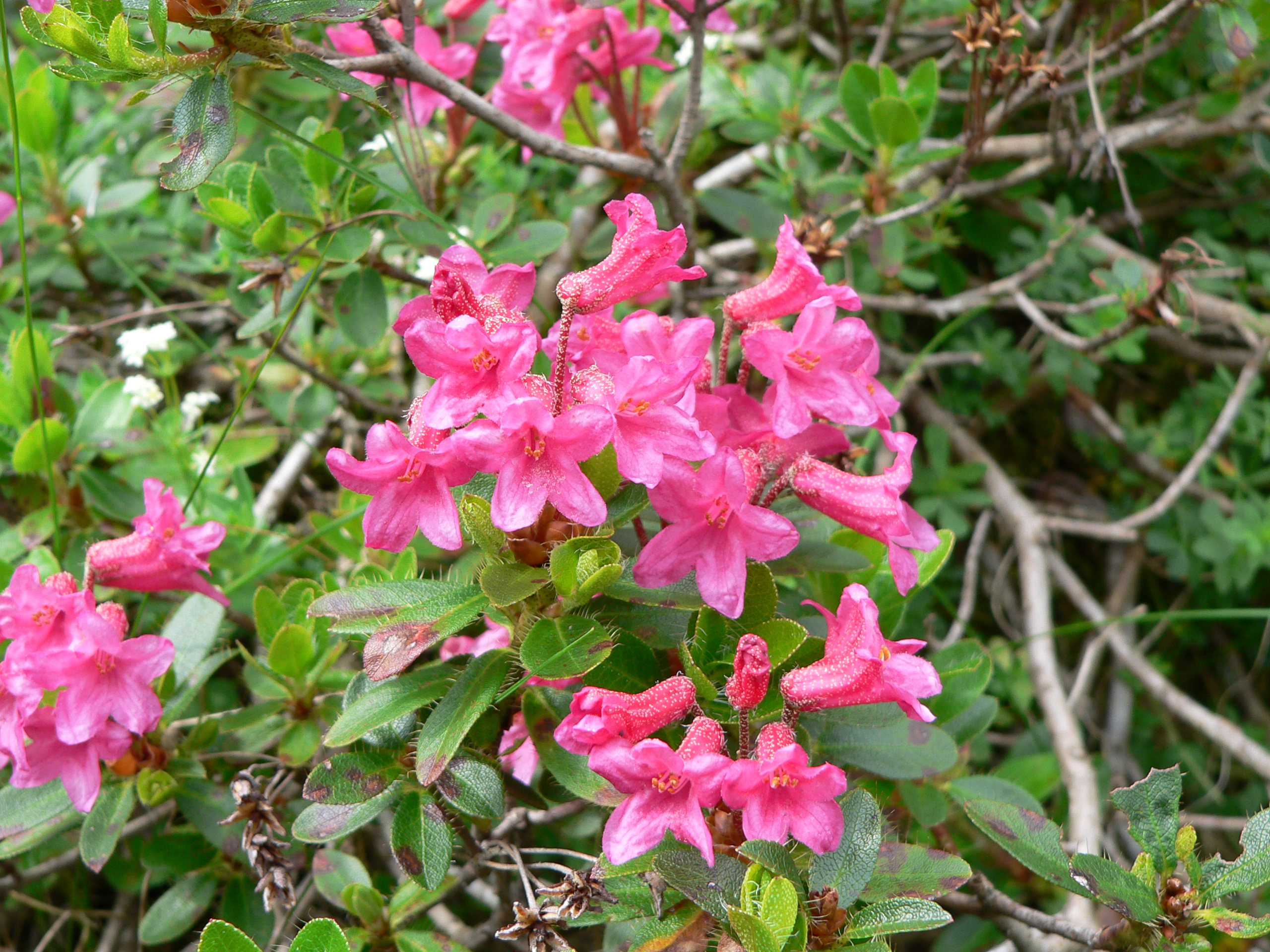 Bewimperte Alpenrose