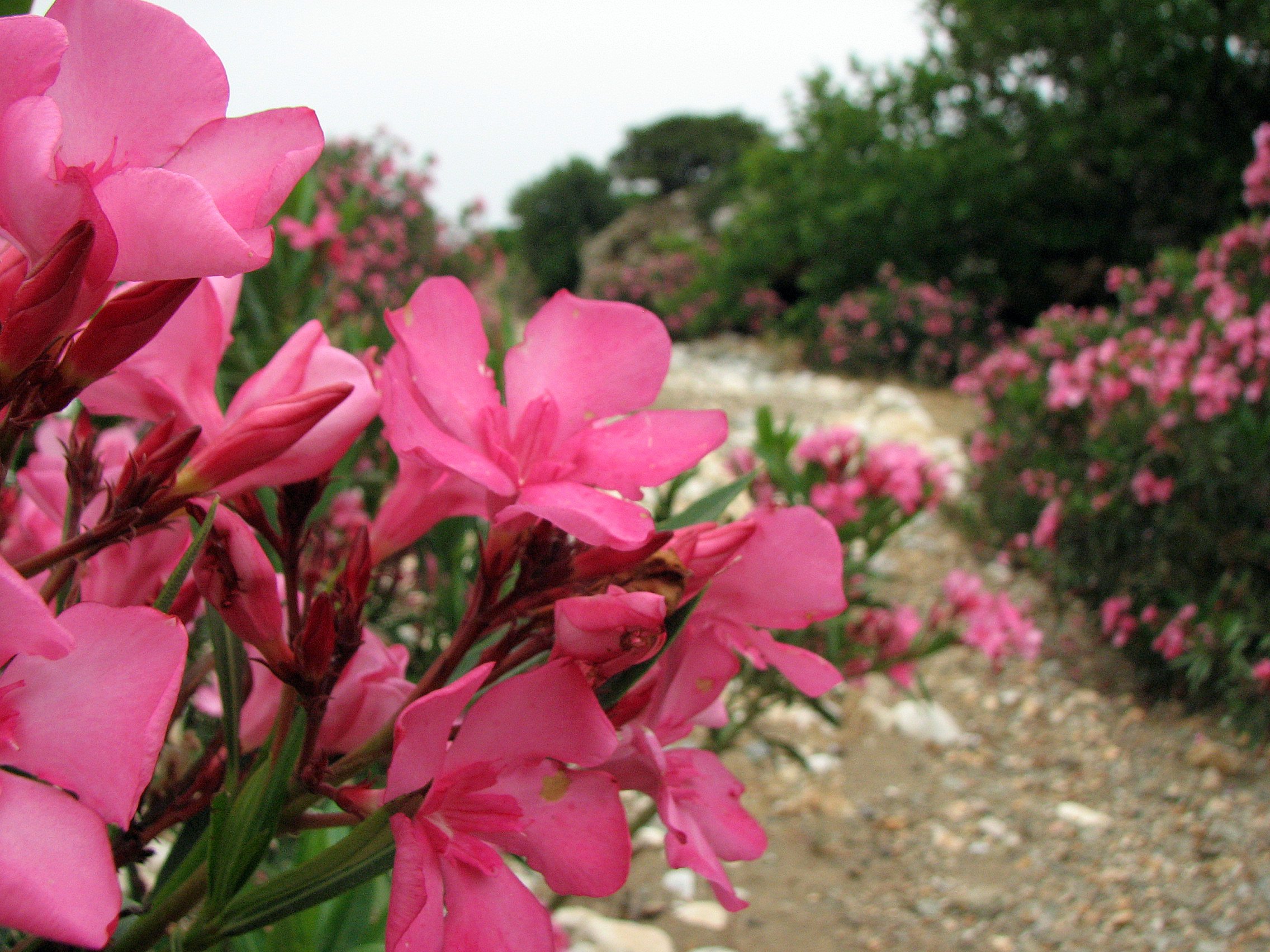 Oleander