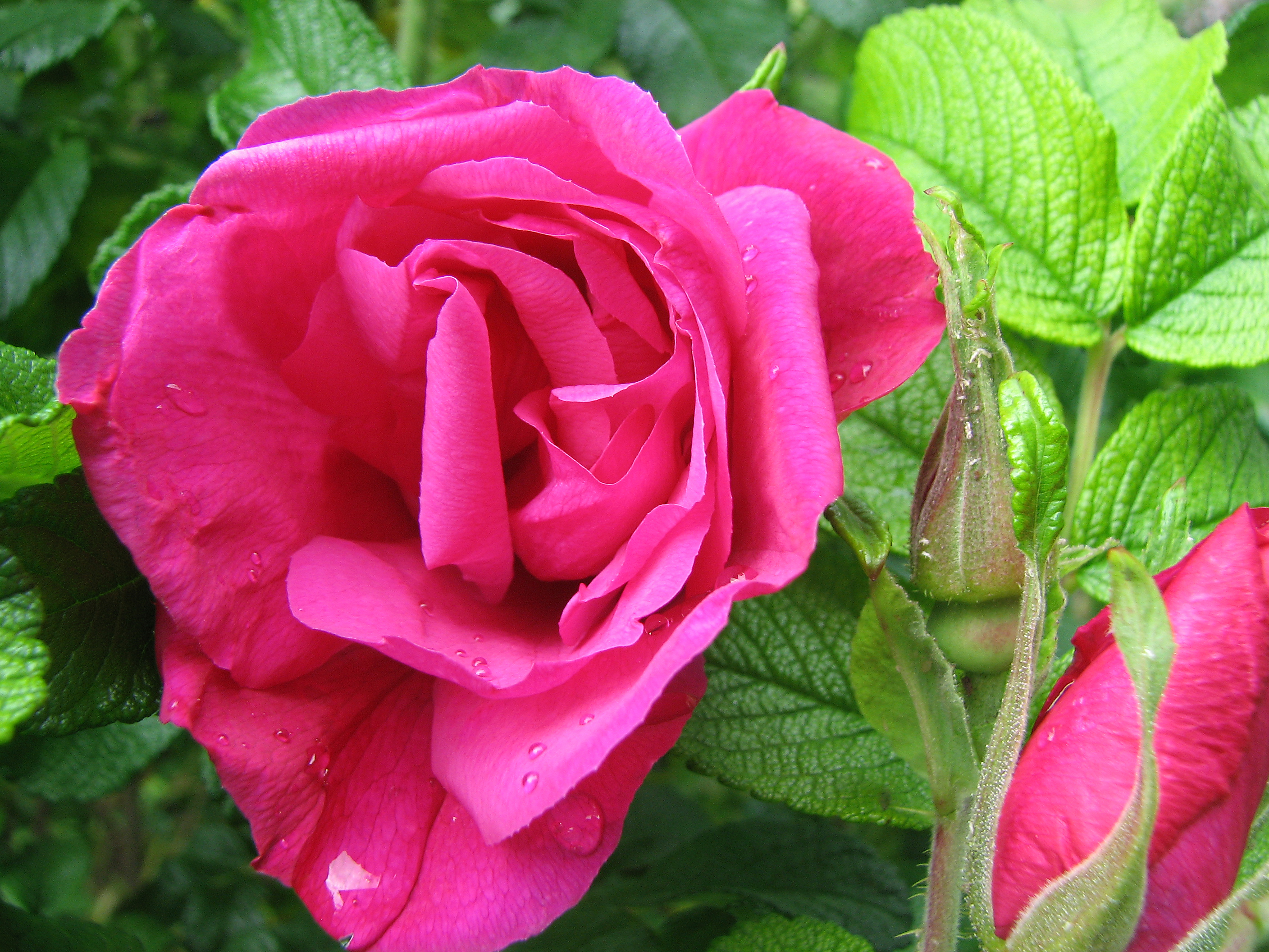 Rosen, Kulturrosen