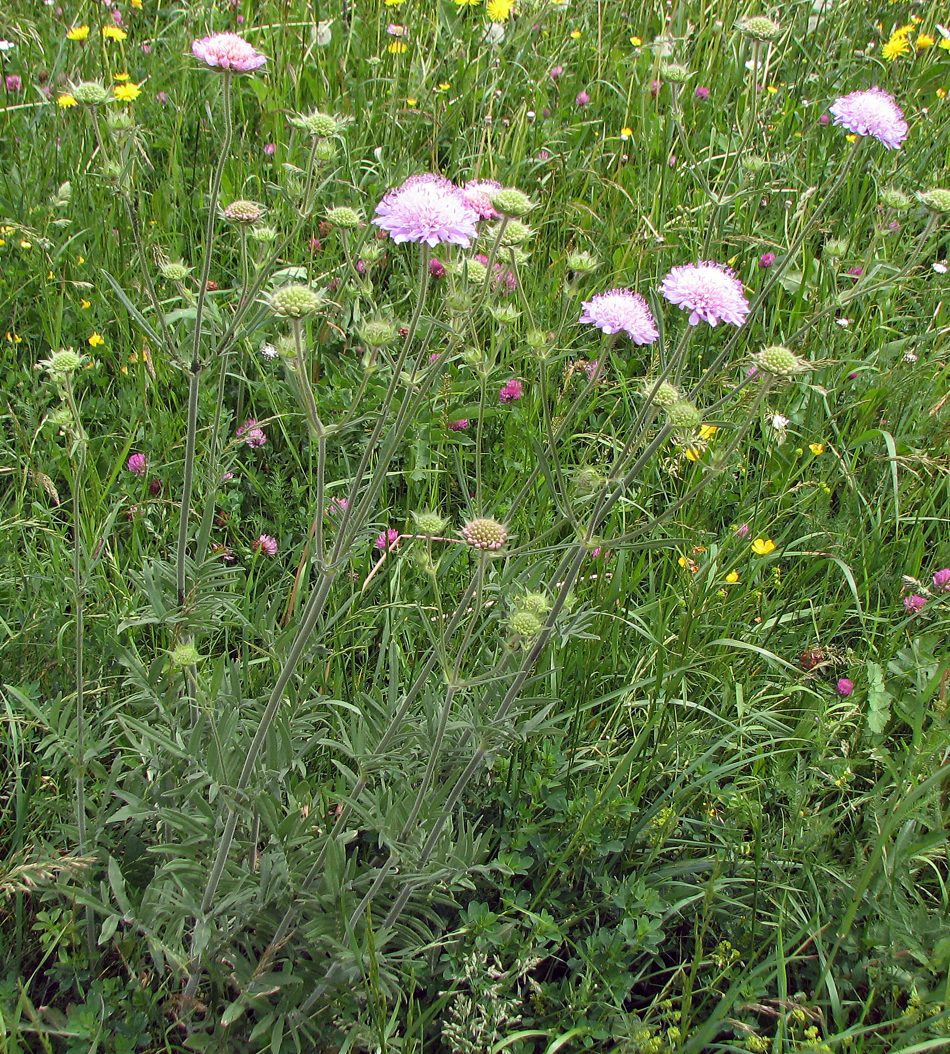 Wiesenwitwenblume