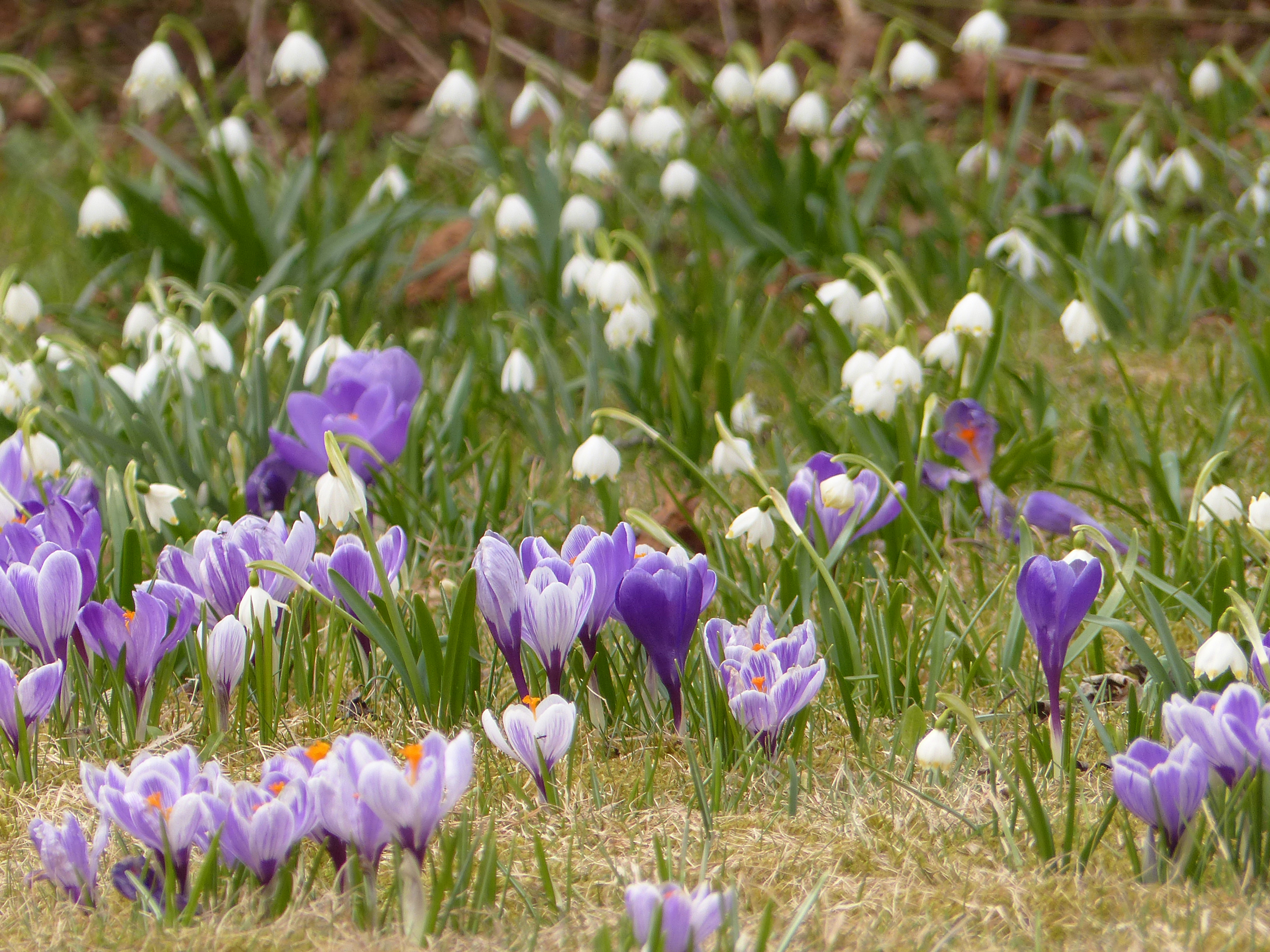Frühlingskrokus