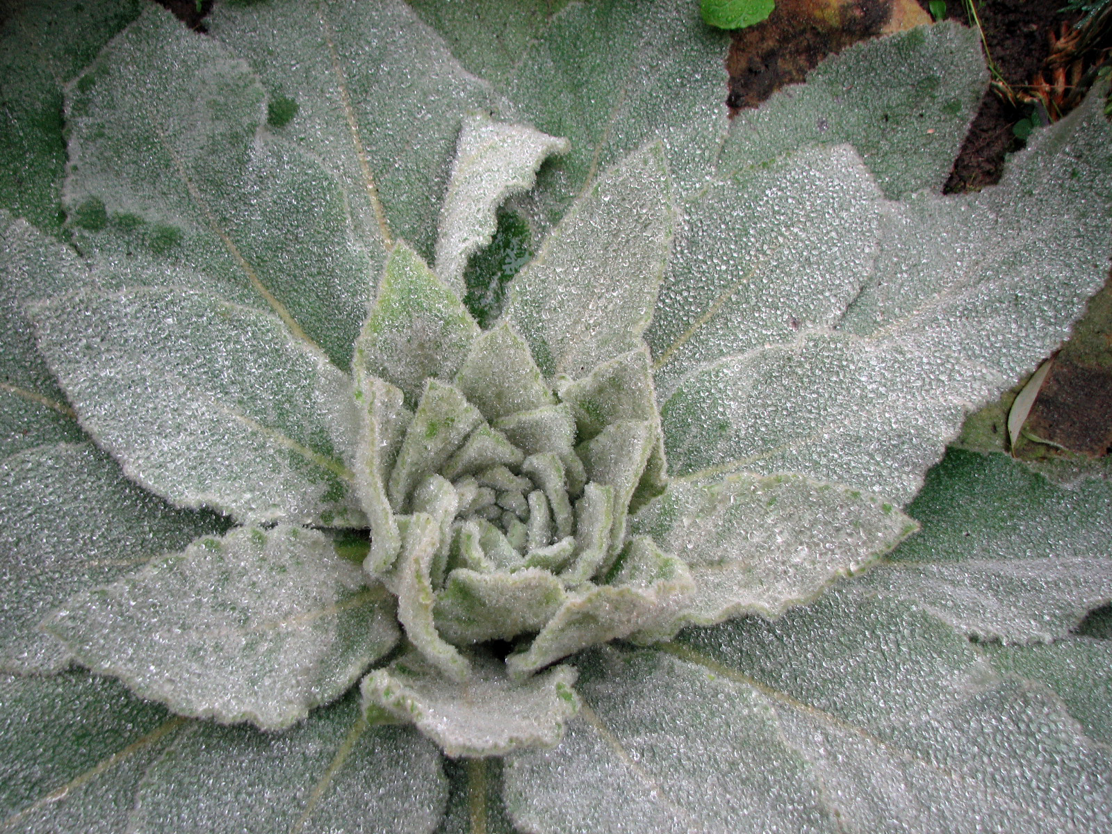 Kleinblütige Königskerze