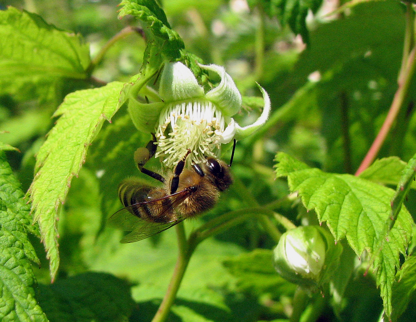 Himbeere