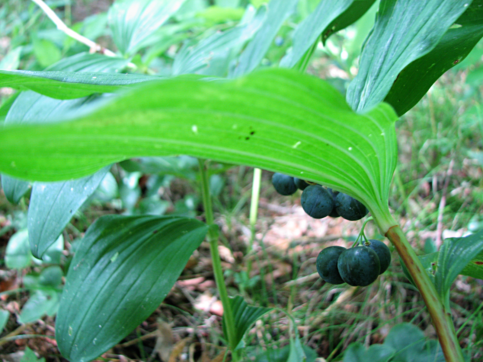 Vielblütige Weißwurz