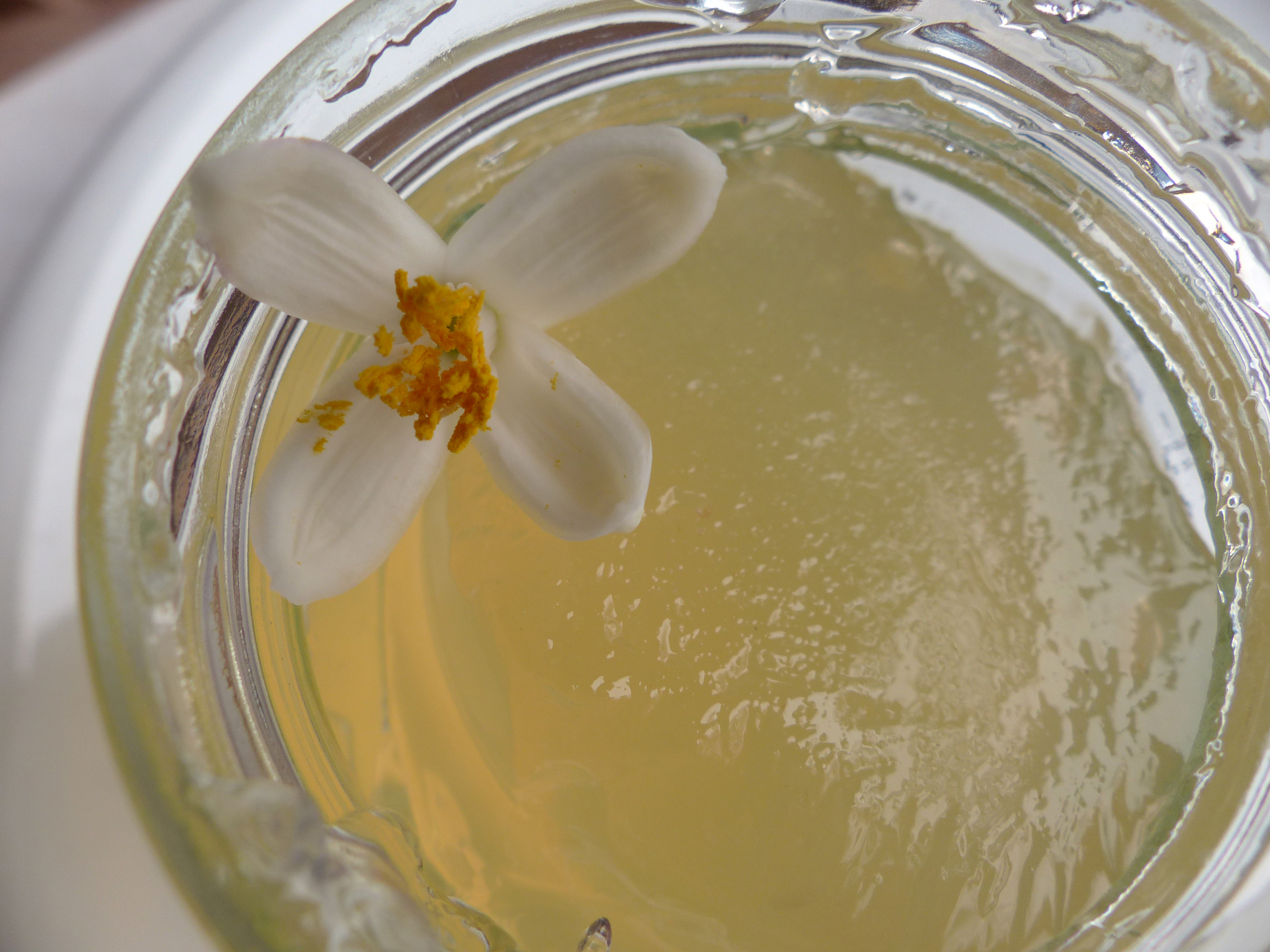 Zitronenblüten-Gelee 