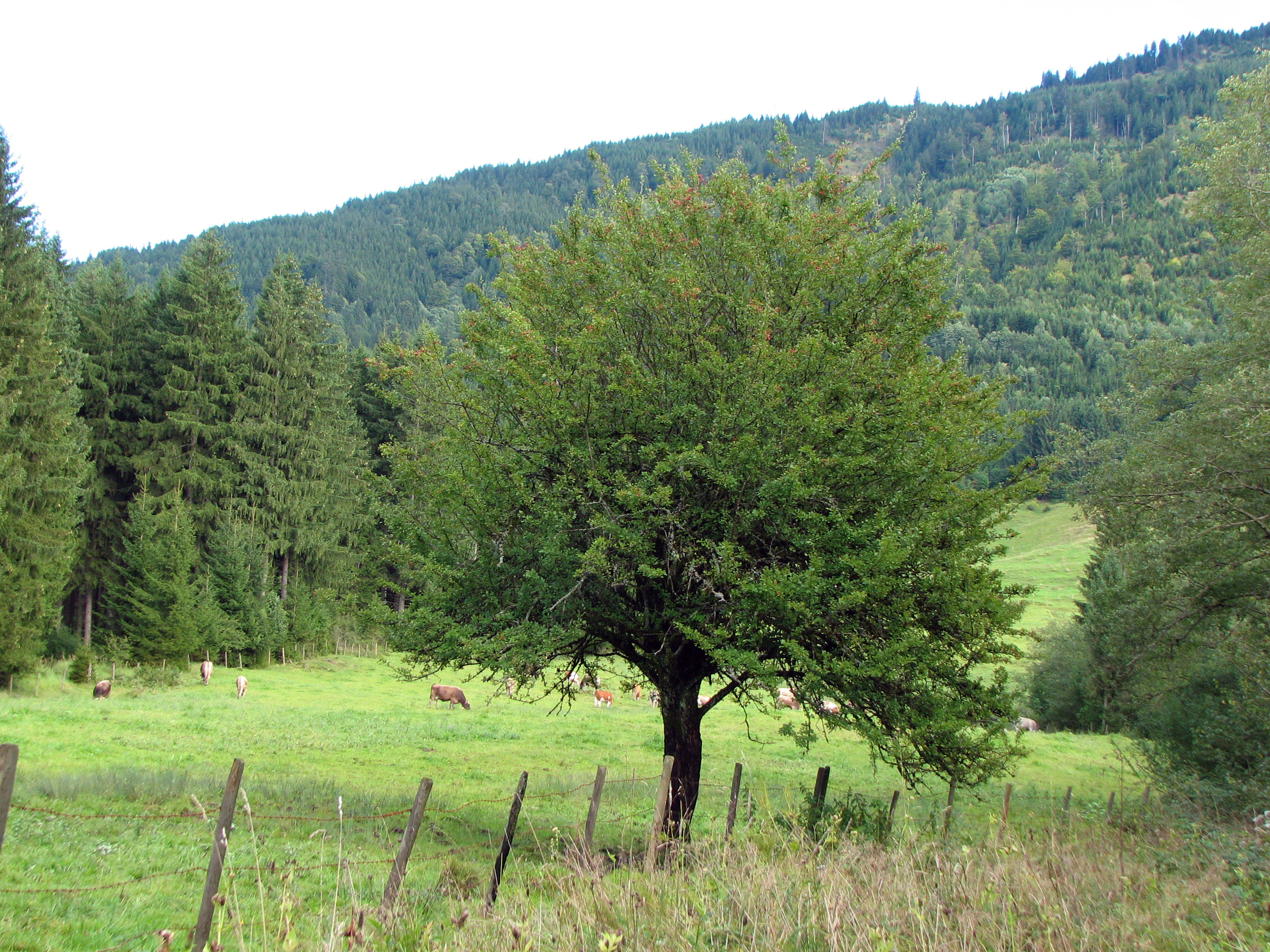 Eingriffeliger Weißdorn