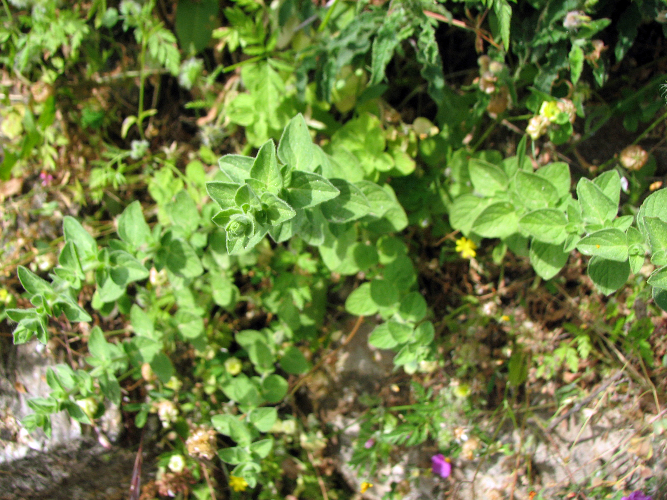 Griechischer Oregano