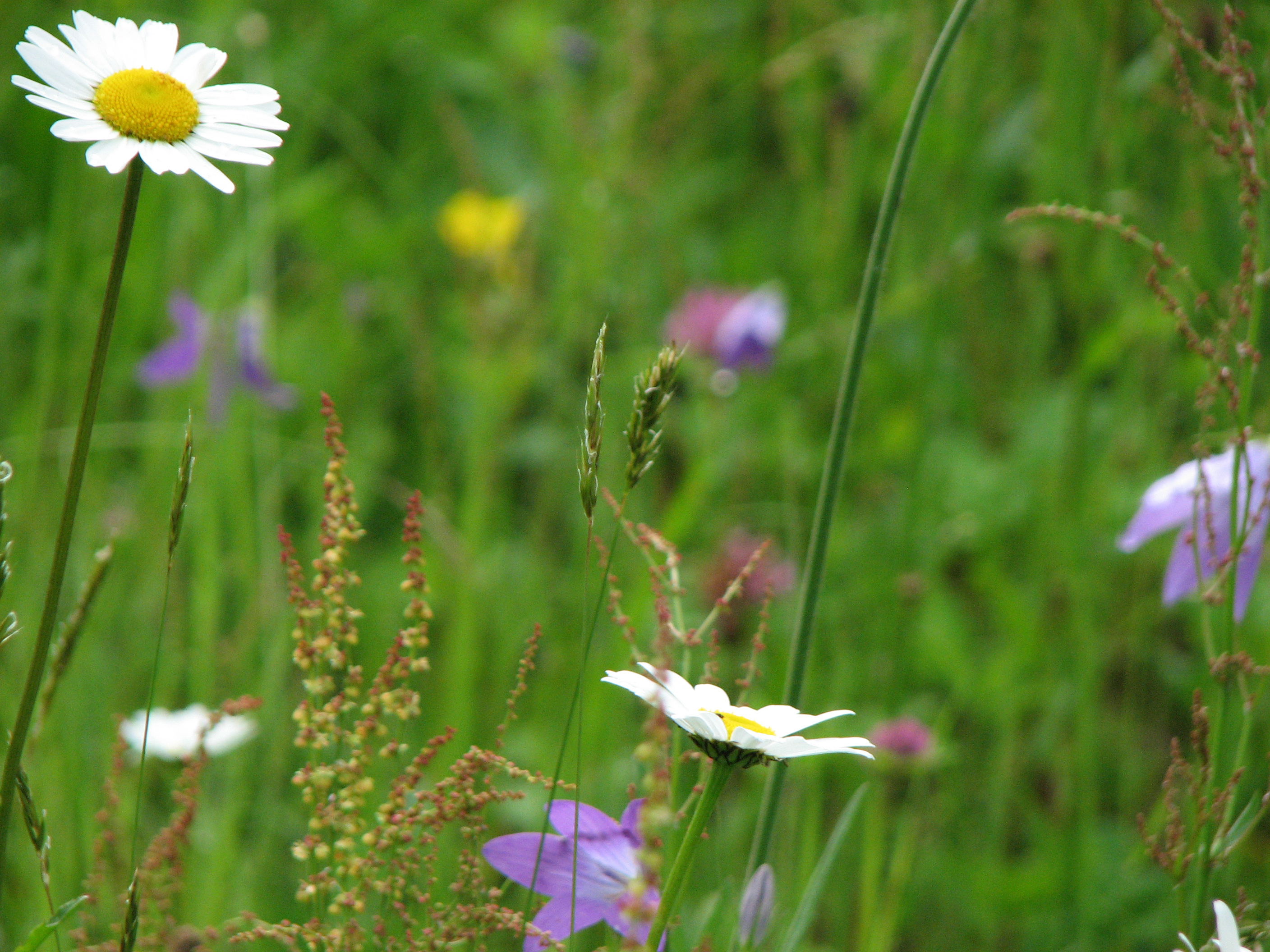 Wiesenglockenblume