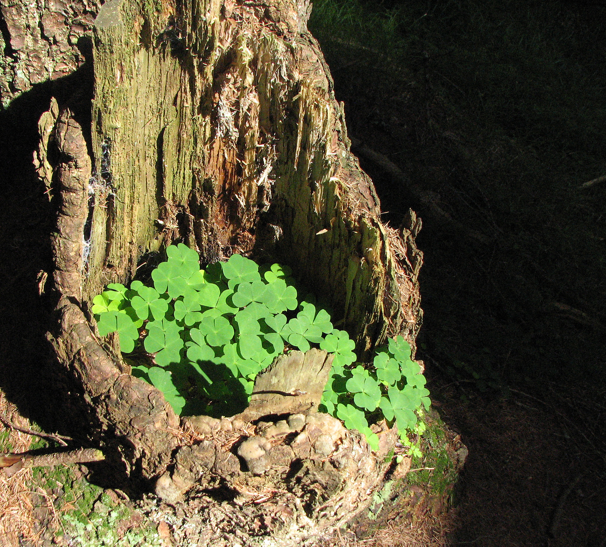Waldsauerklee