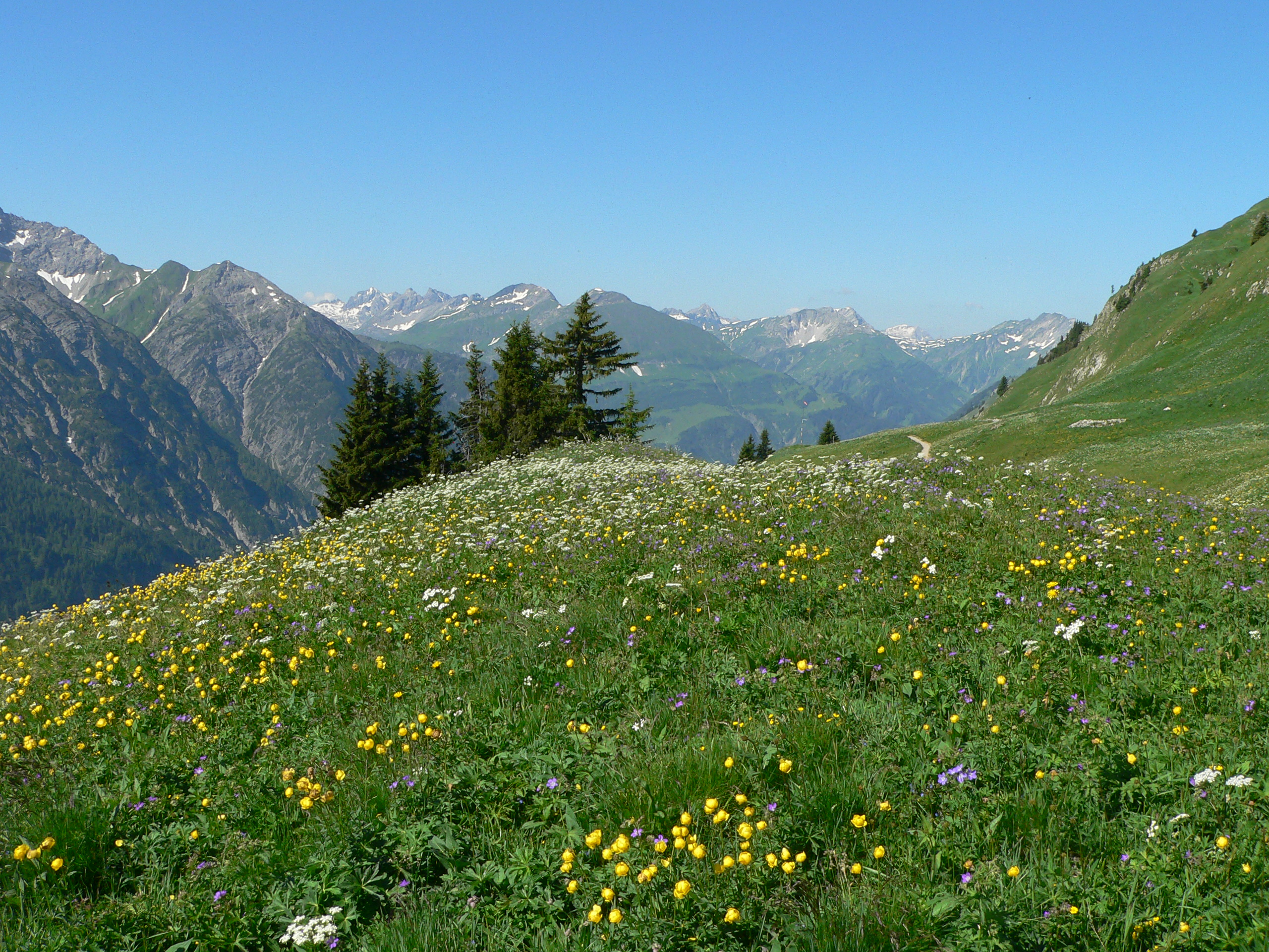 Trollblume