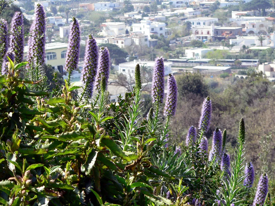 Madeira-Natternkopf