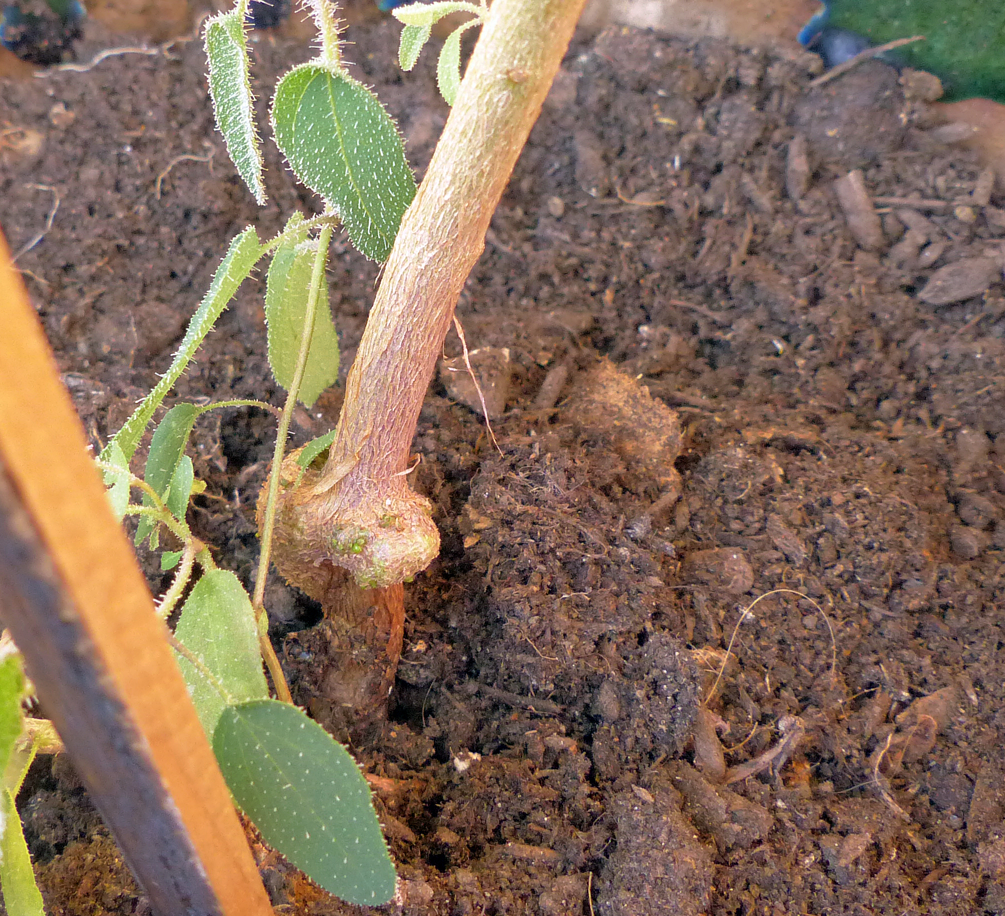 Zitroneneukalyptus