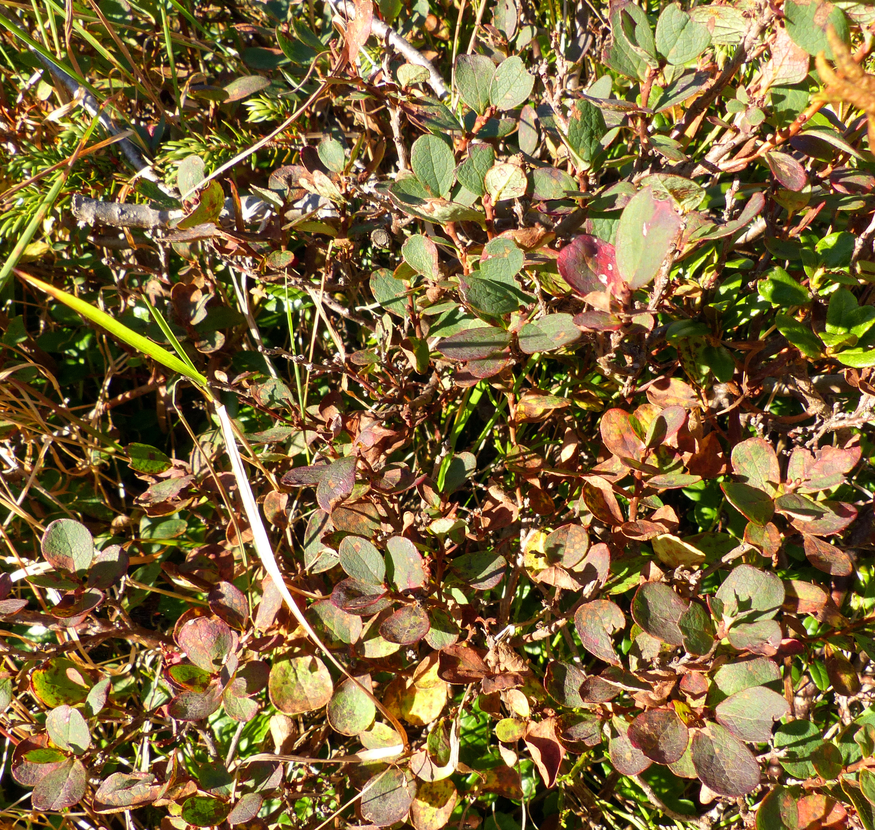 Rauschbeere