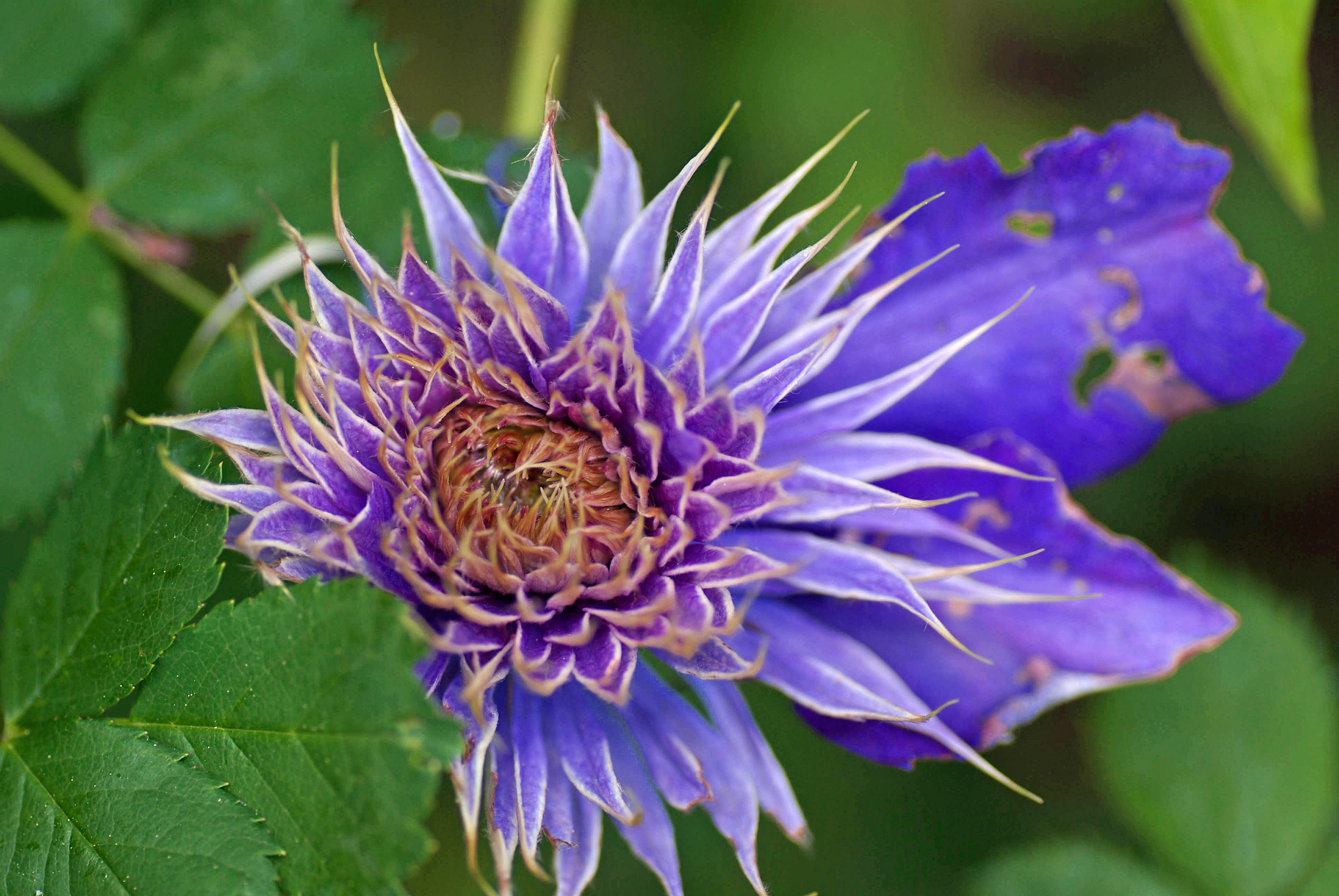 Clematis
