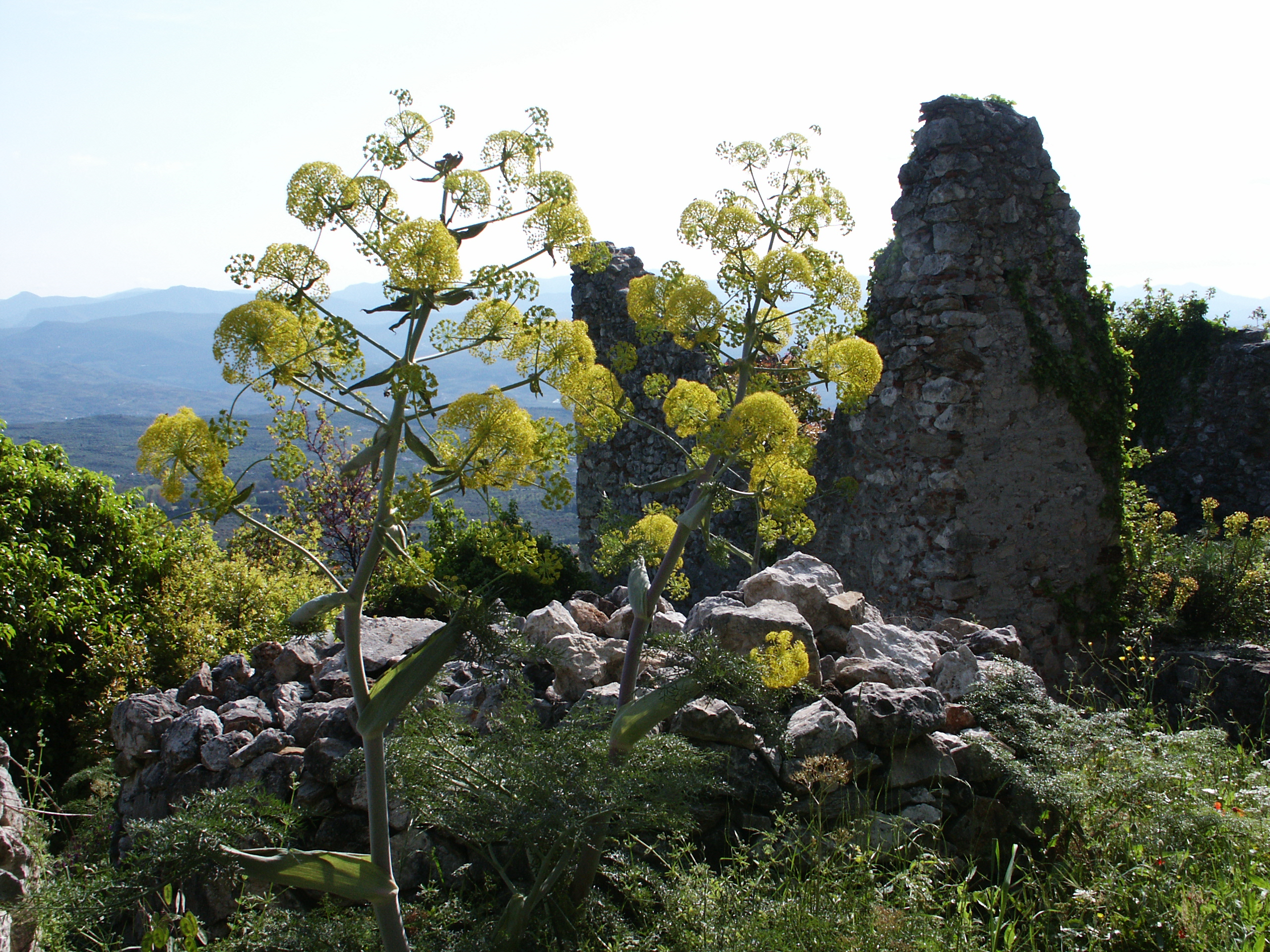Riesenfenchel