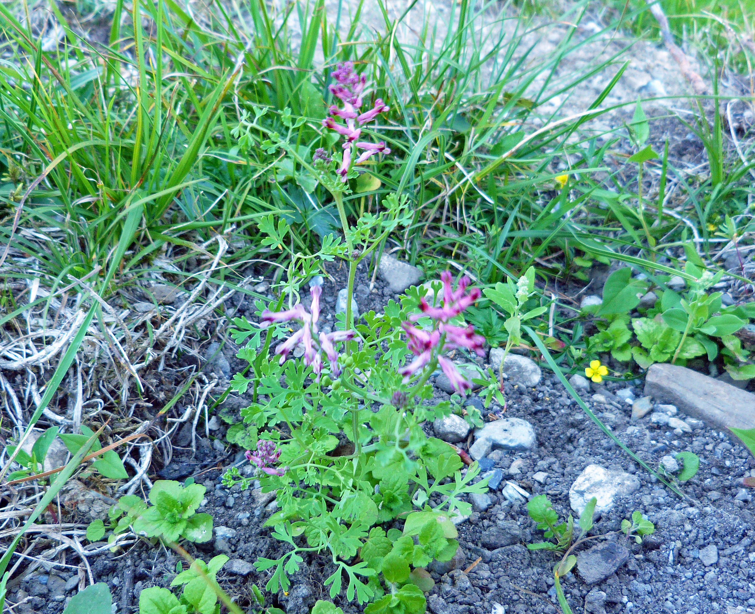 Gewöhnlicher Erdrauch