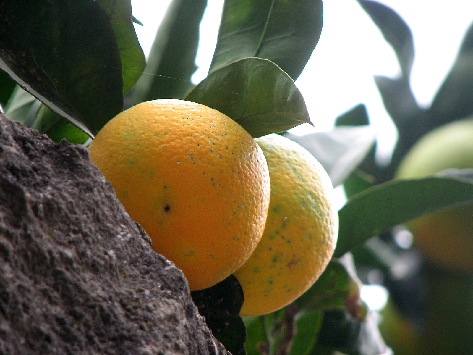 Orangenbaum