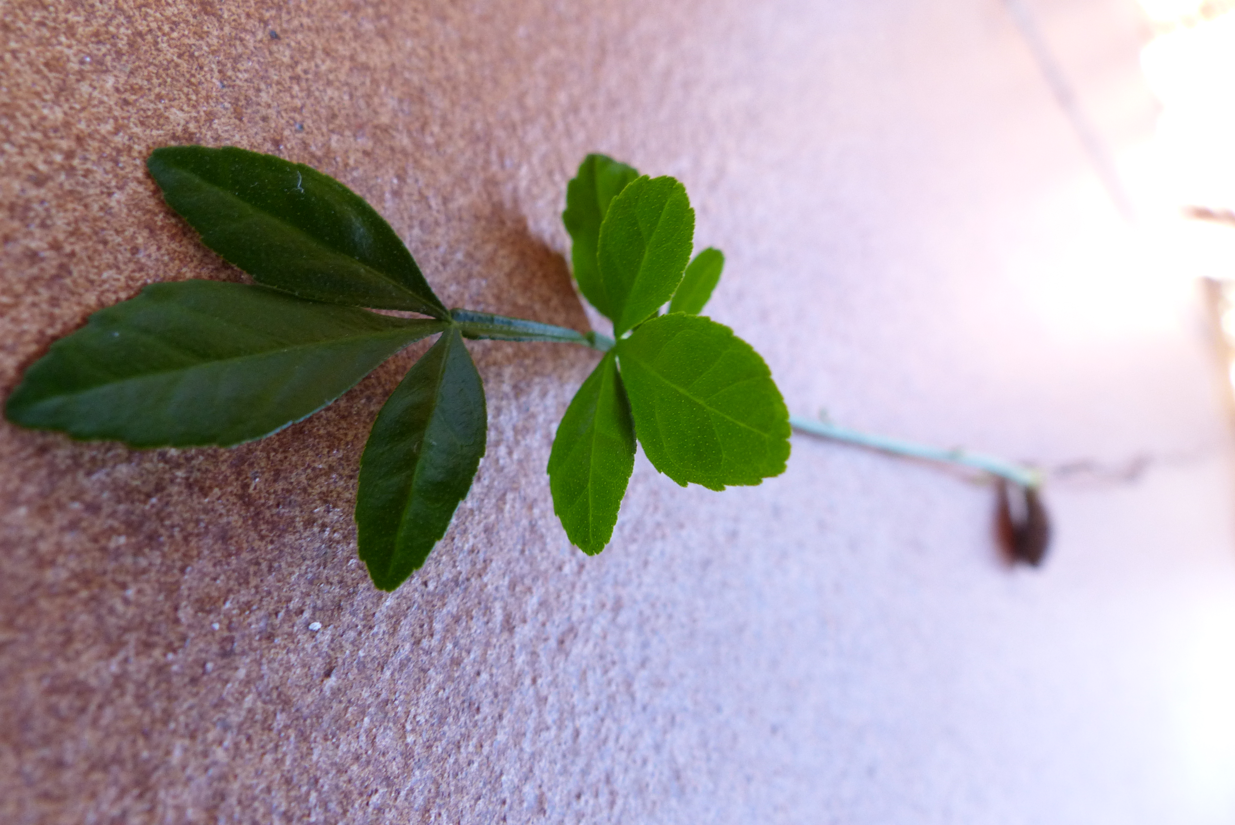 Dreiblättrige Orange