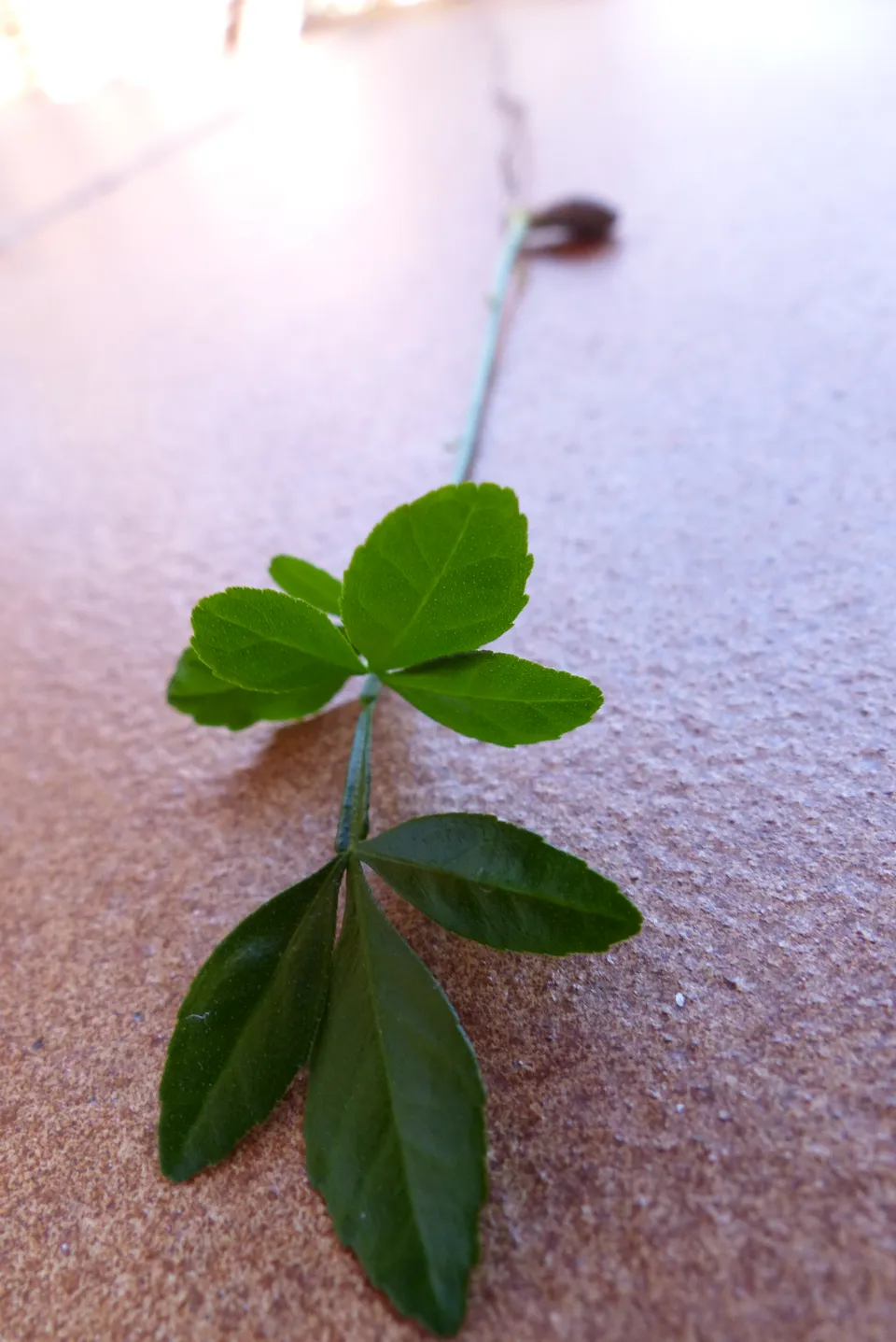 Dreiblättrige Orange