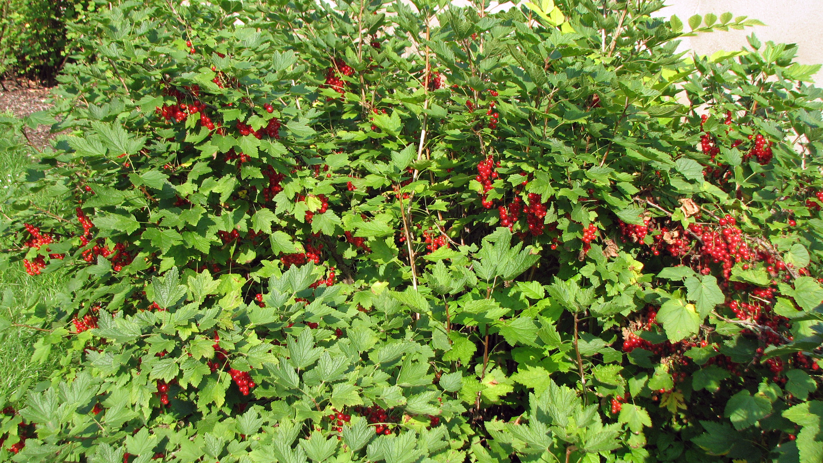 Johannisbeeren