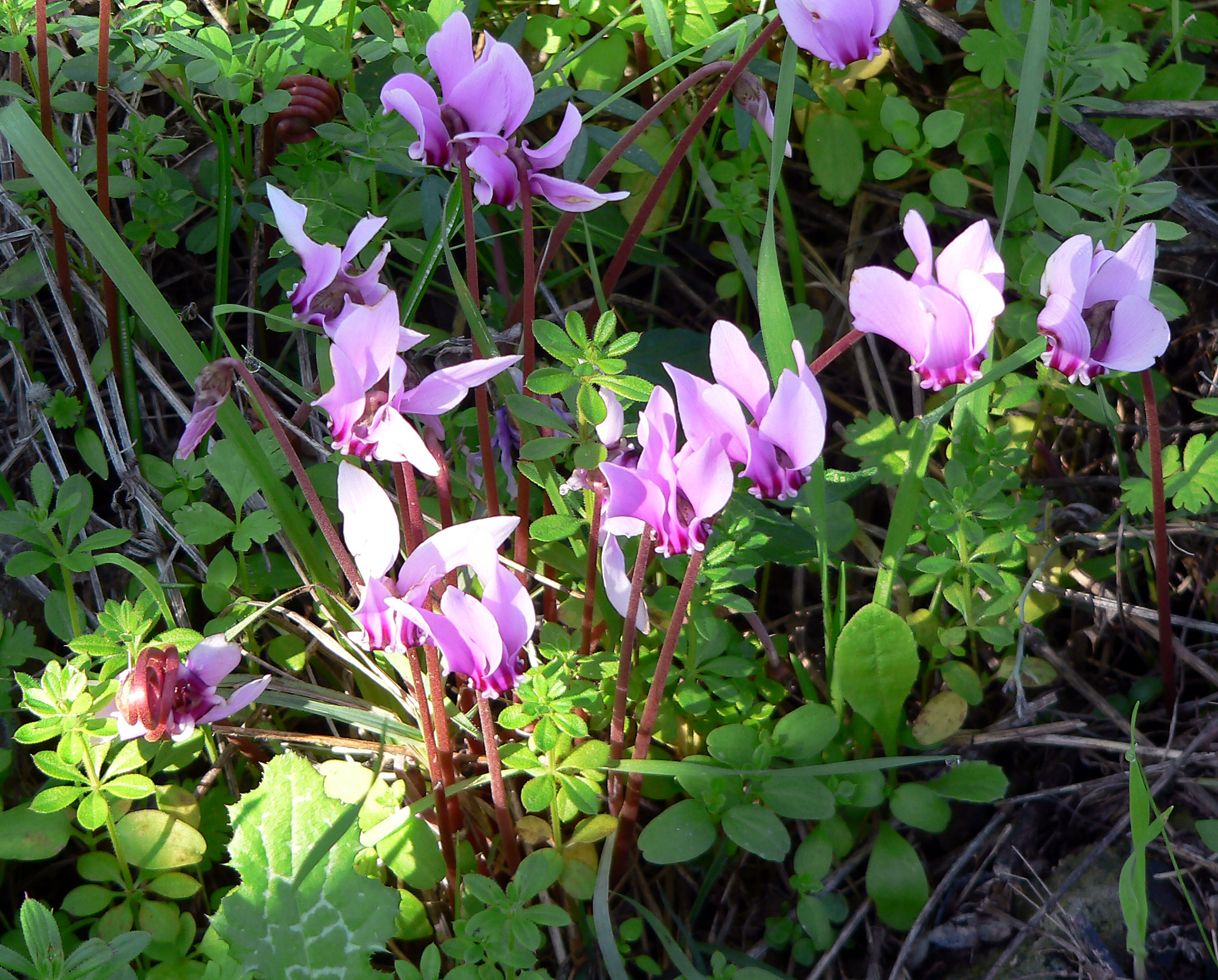 Griechisches Alpenveilchen